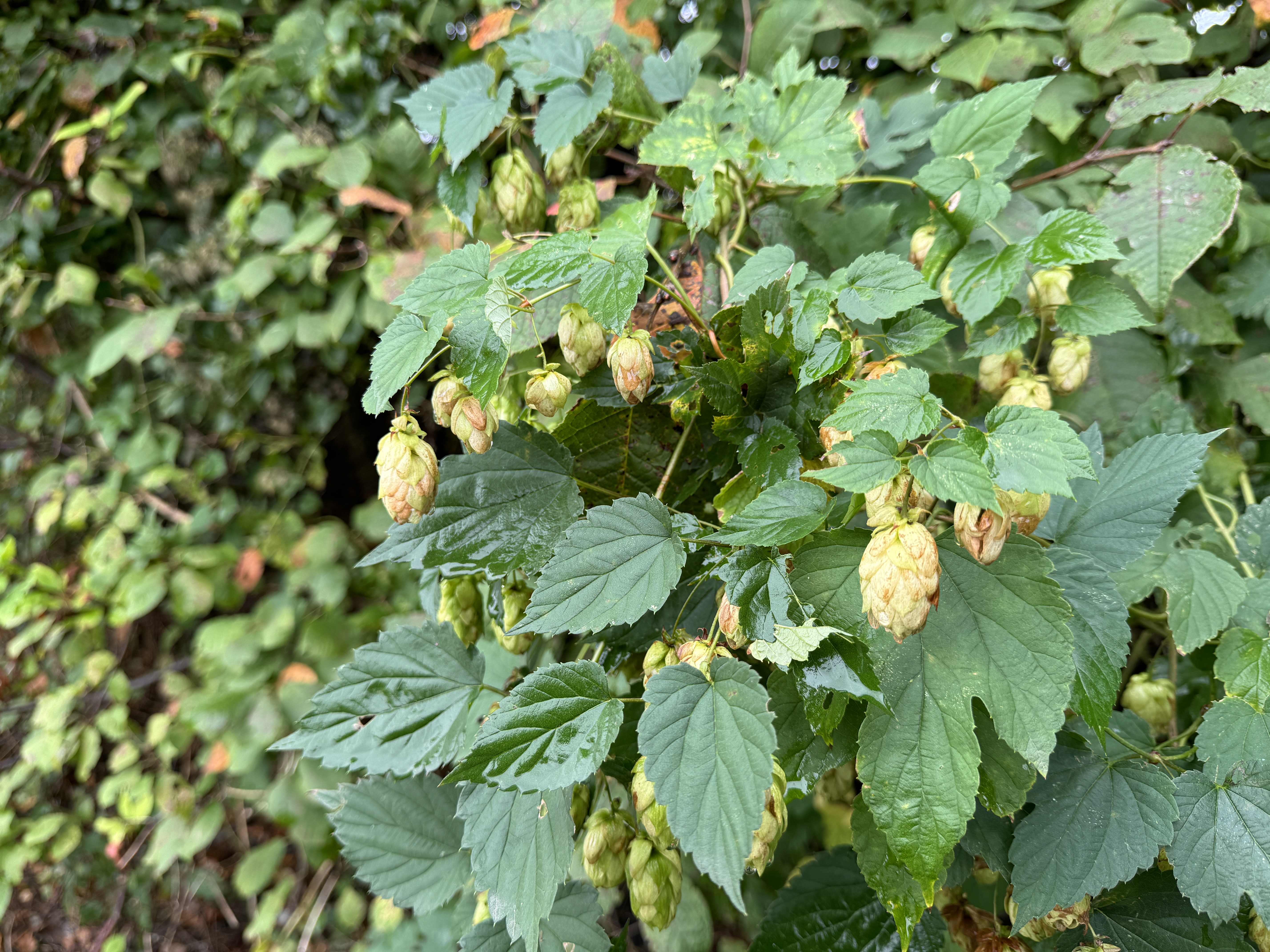 hops plant close up