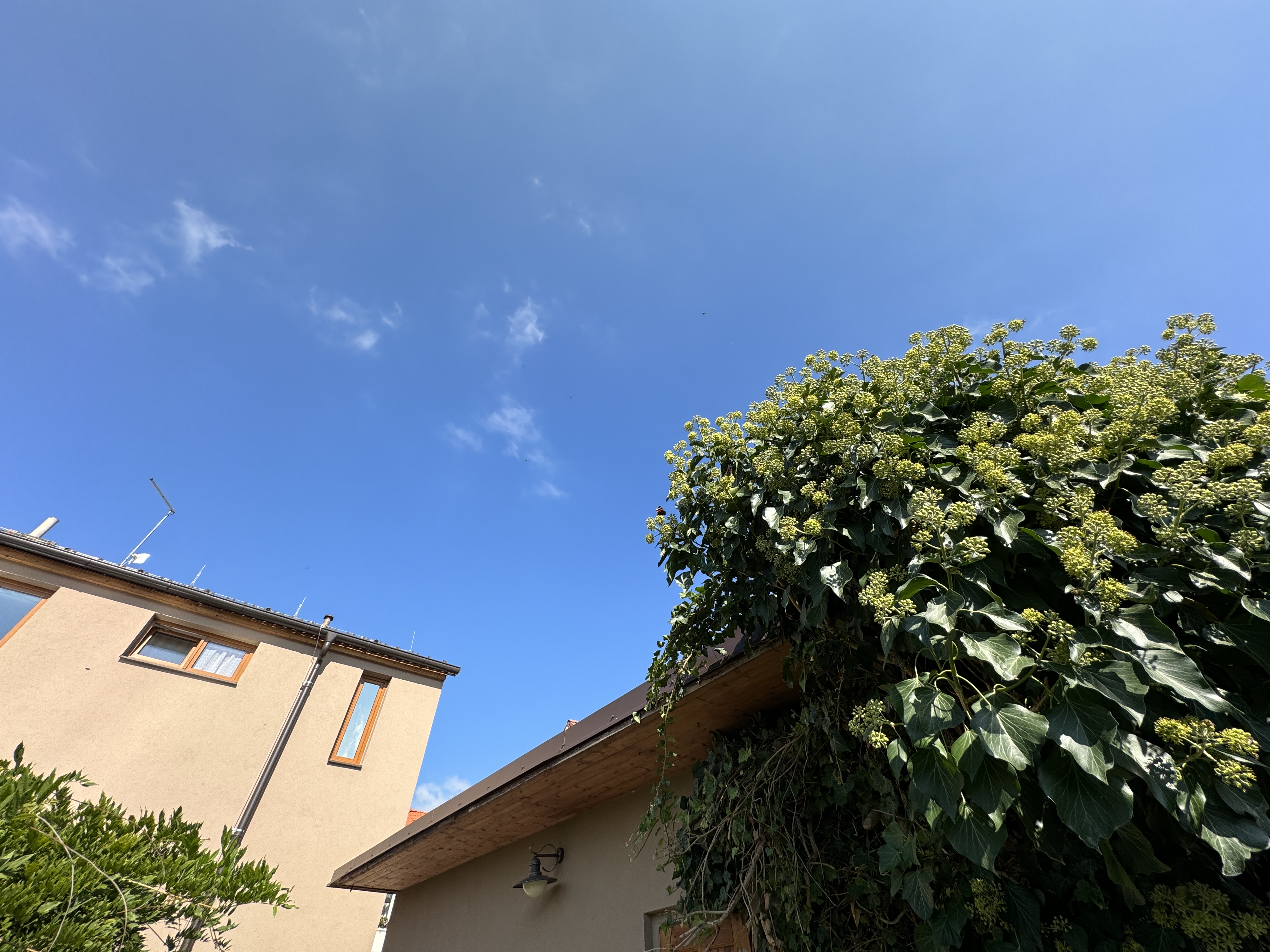 house and bush against blue sky