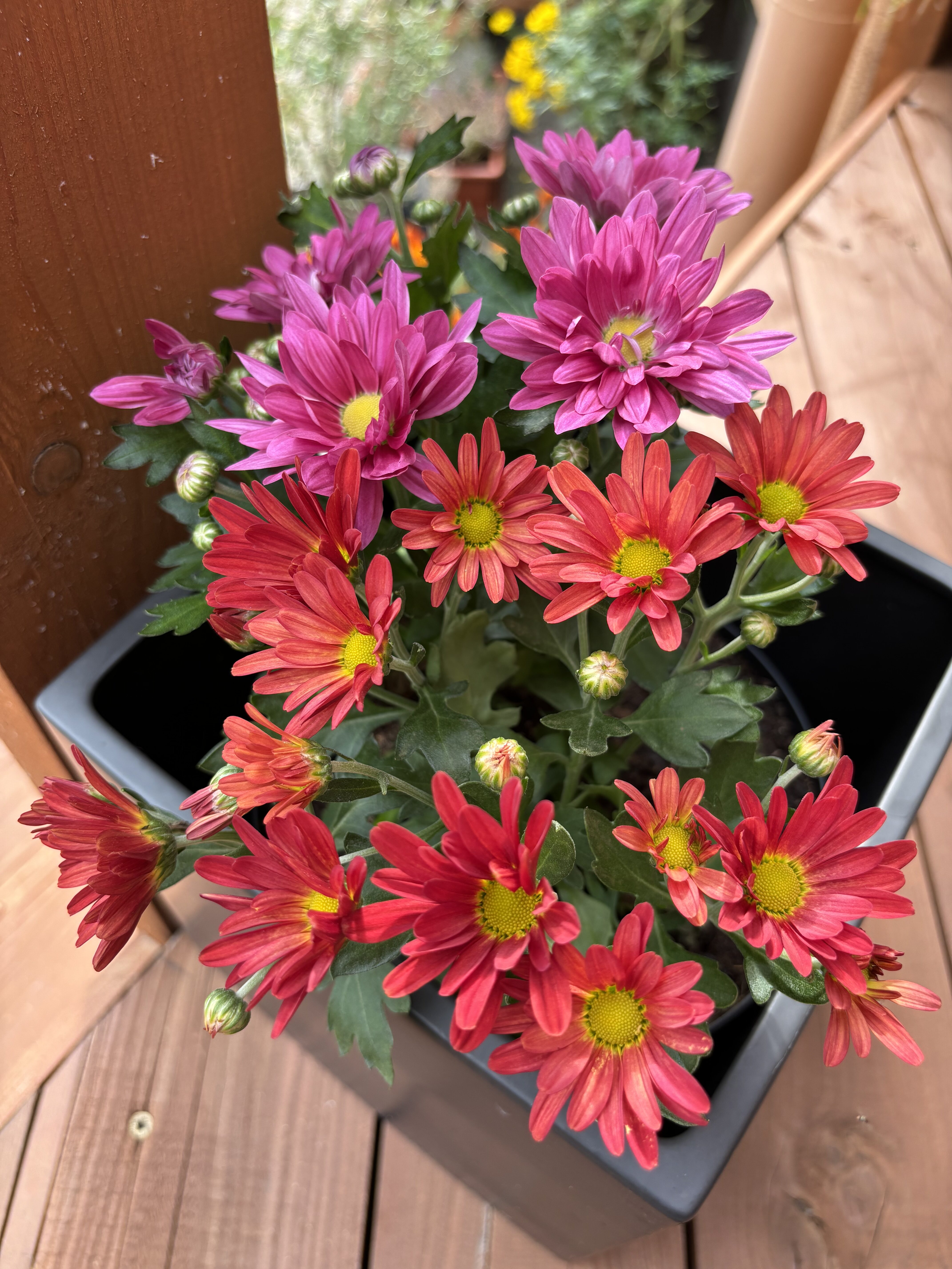 iPhone 15 foto den 1