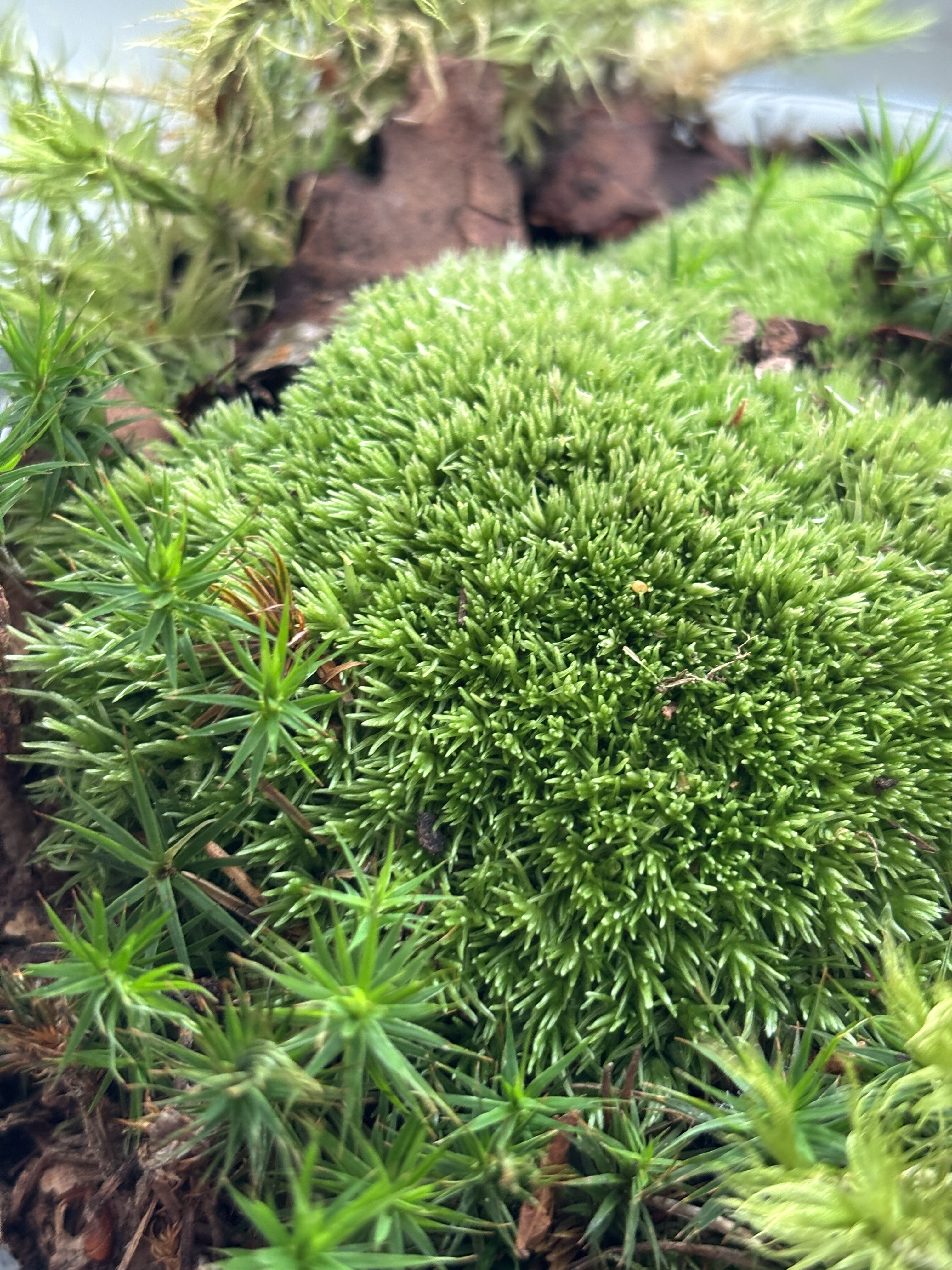 iPhone 15 foto den 10