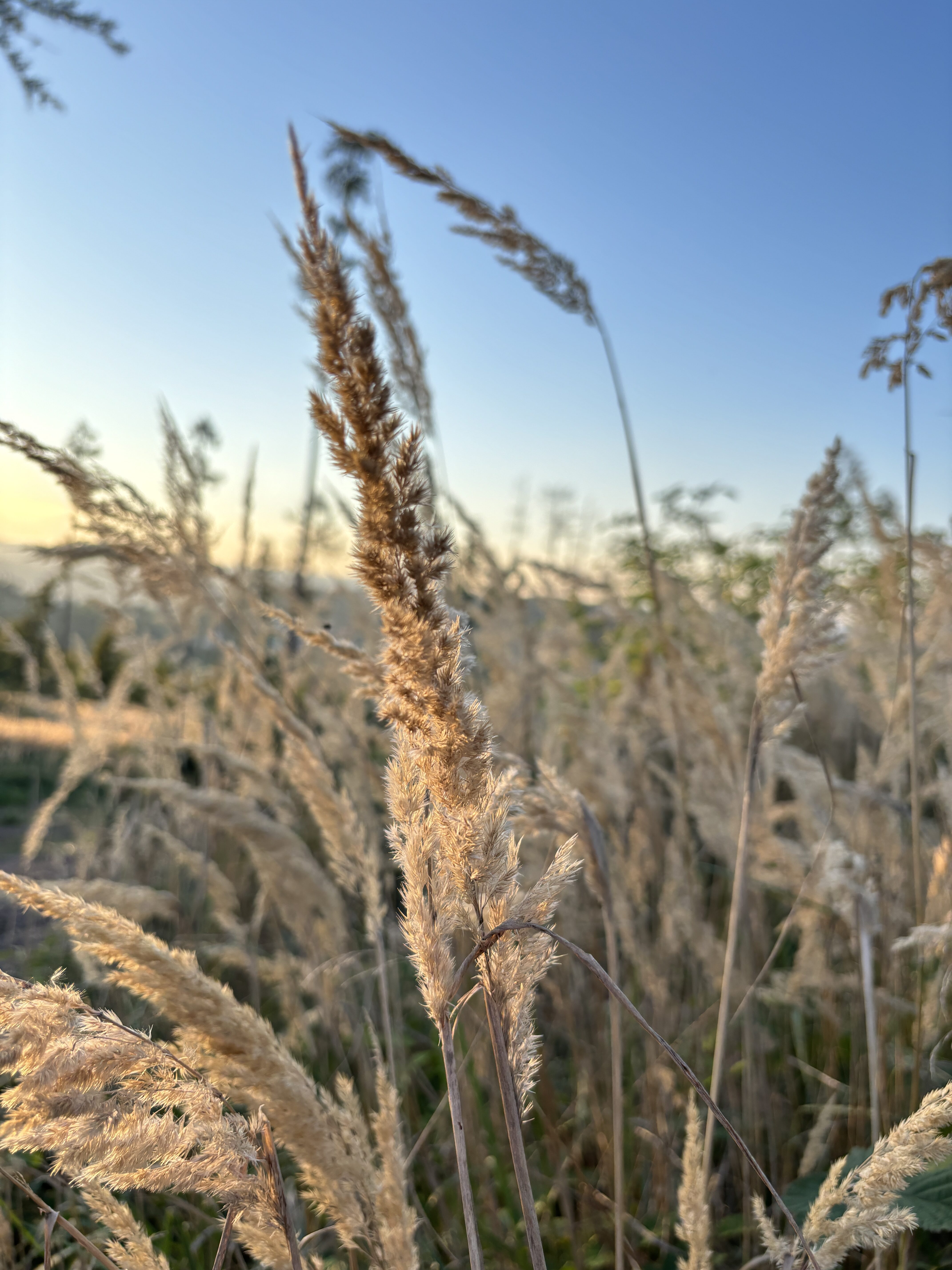 iPhone 15 foto den 13