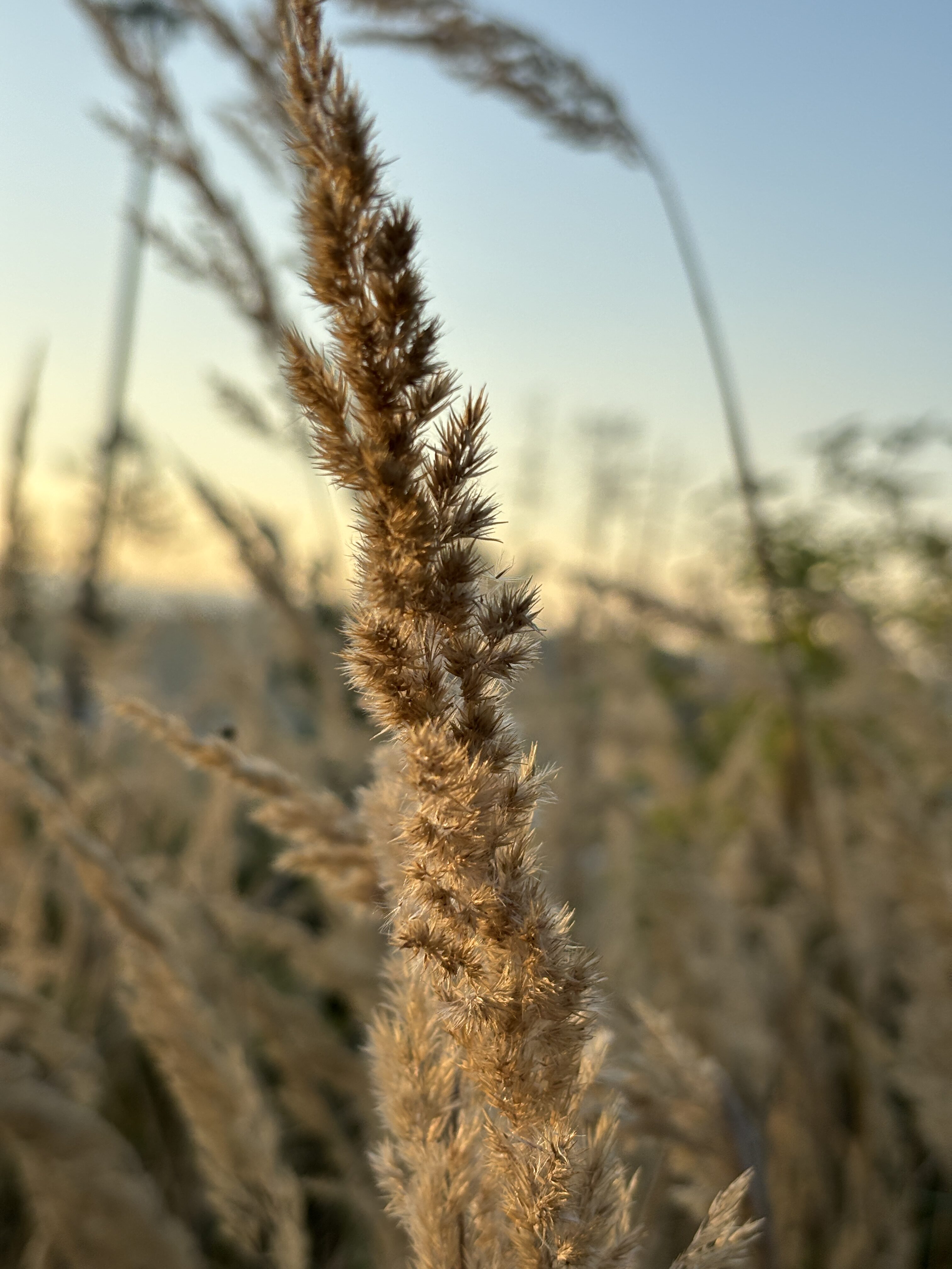 iPhone 15 foto den 14