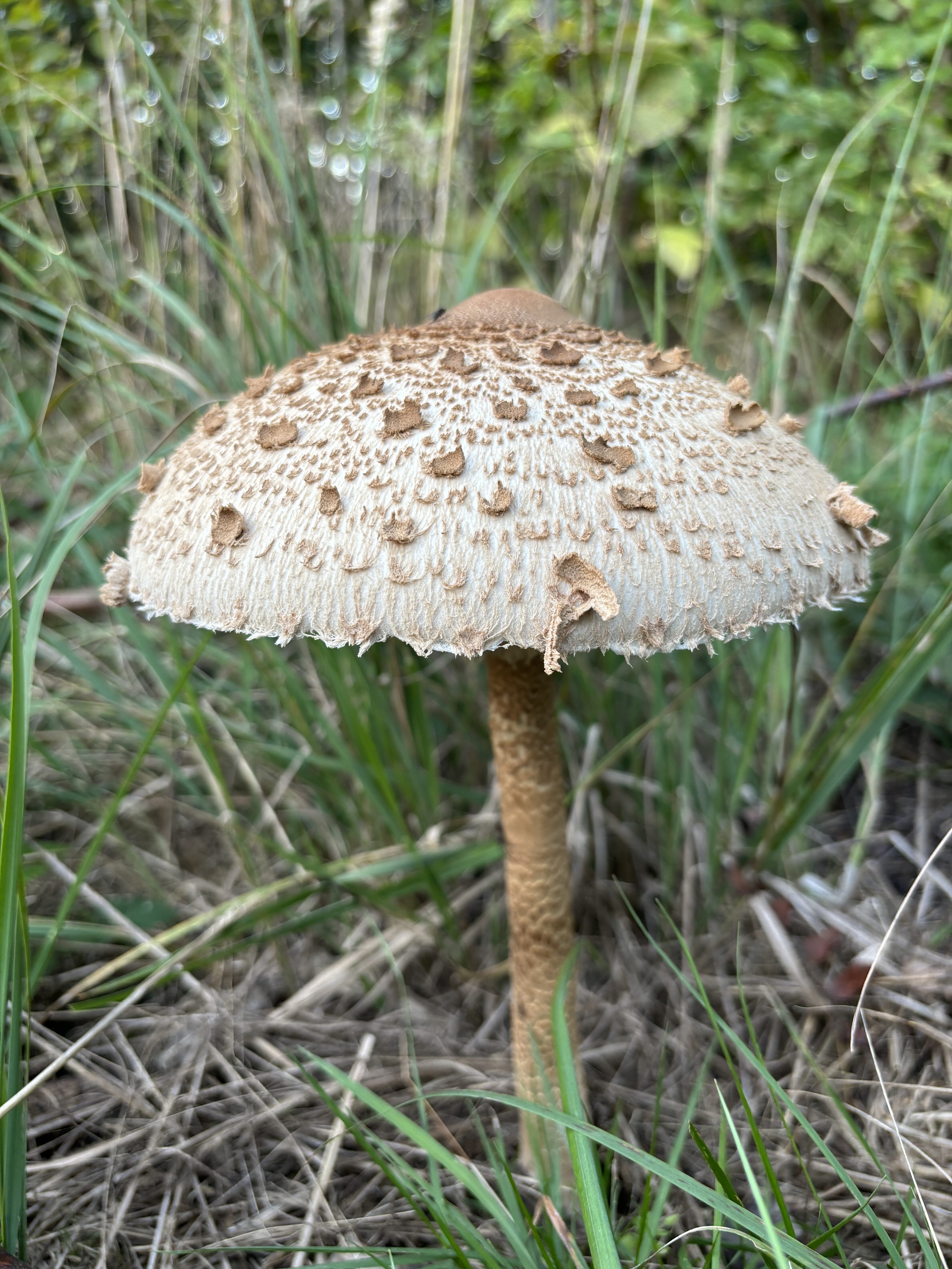 iPhone 15 foto den 17