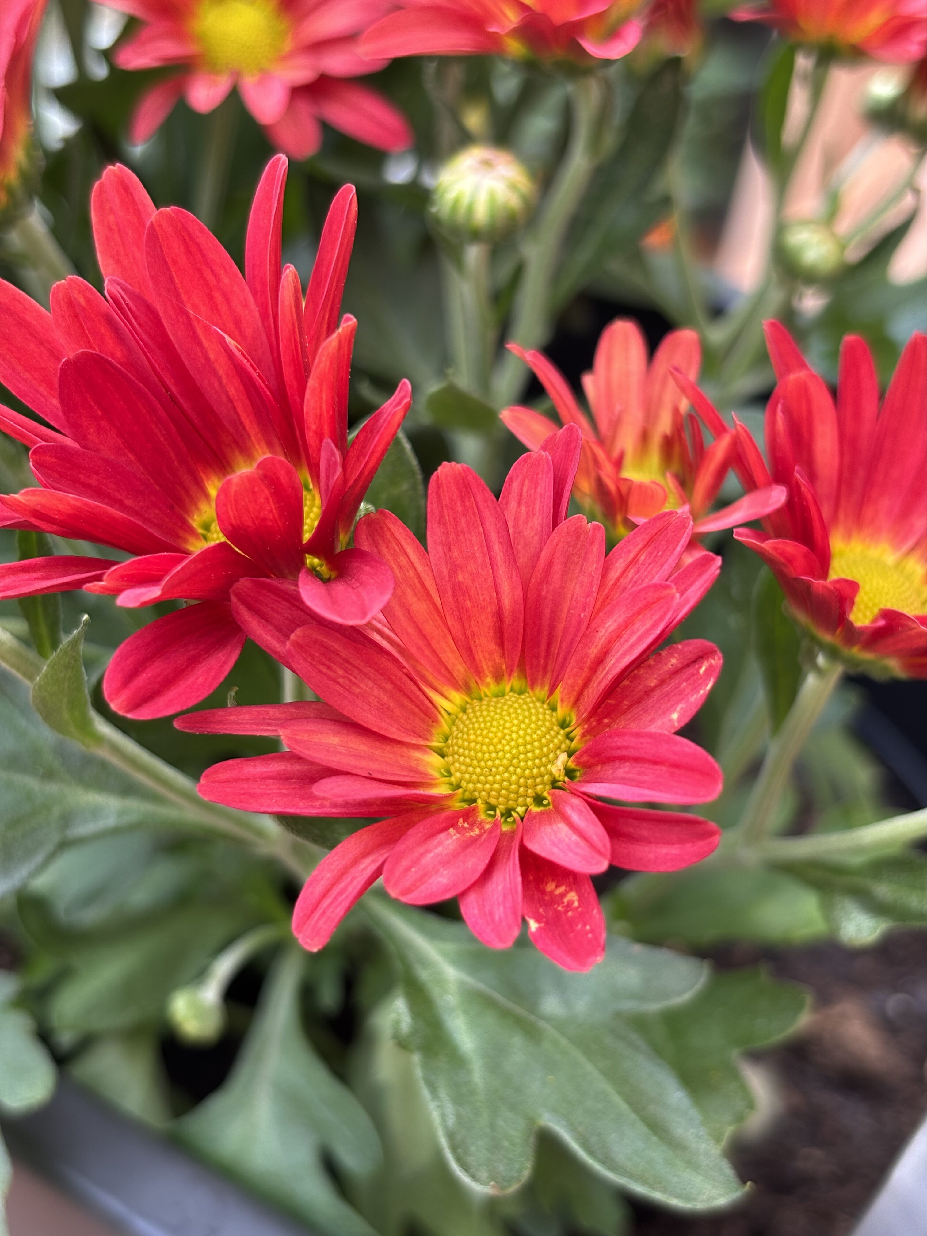 iPhone 15 foto den 2