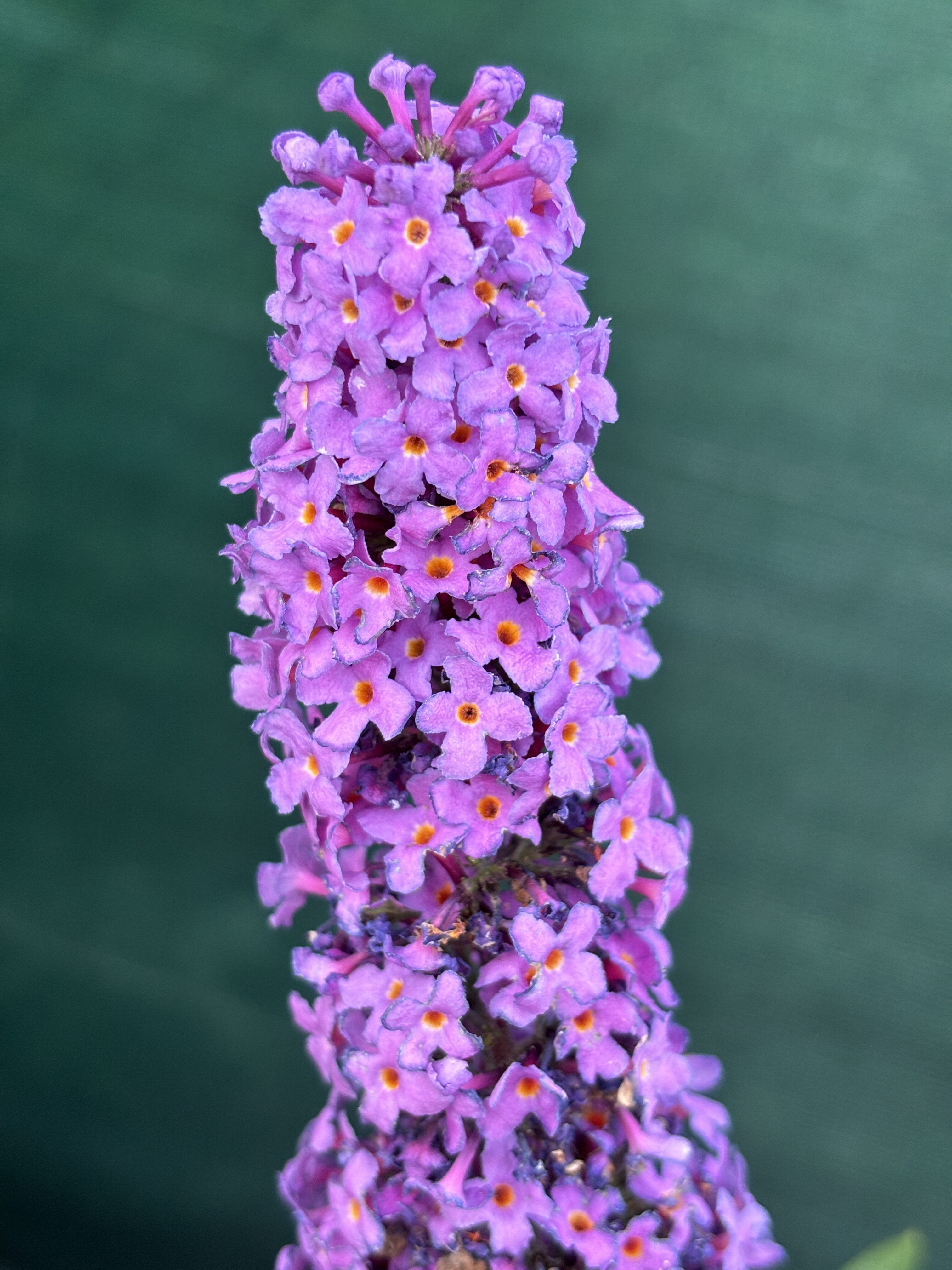 iPhone 15 foto den 24