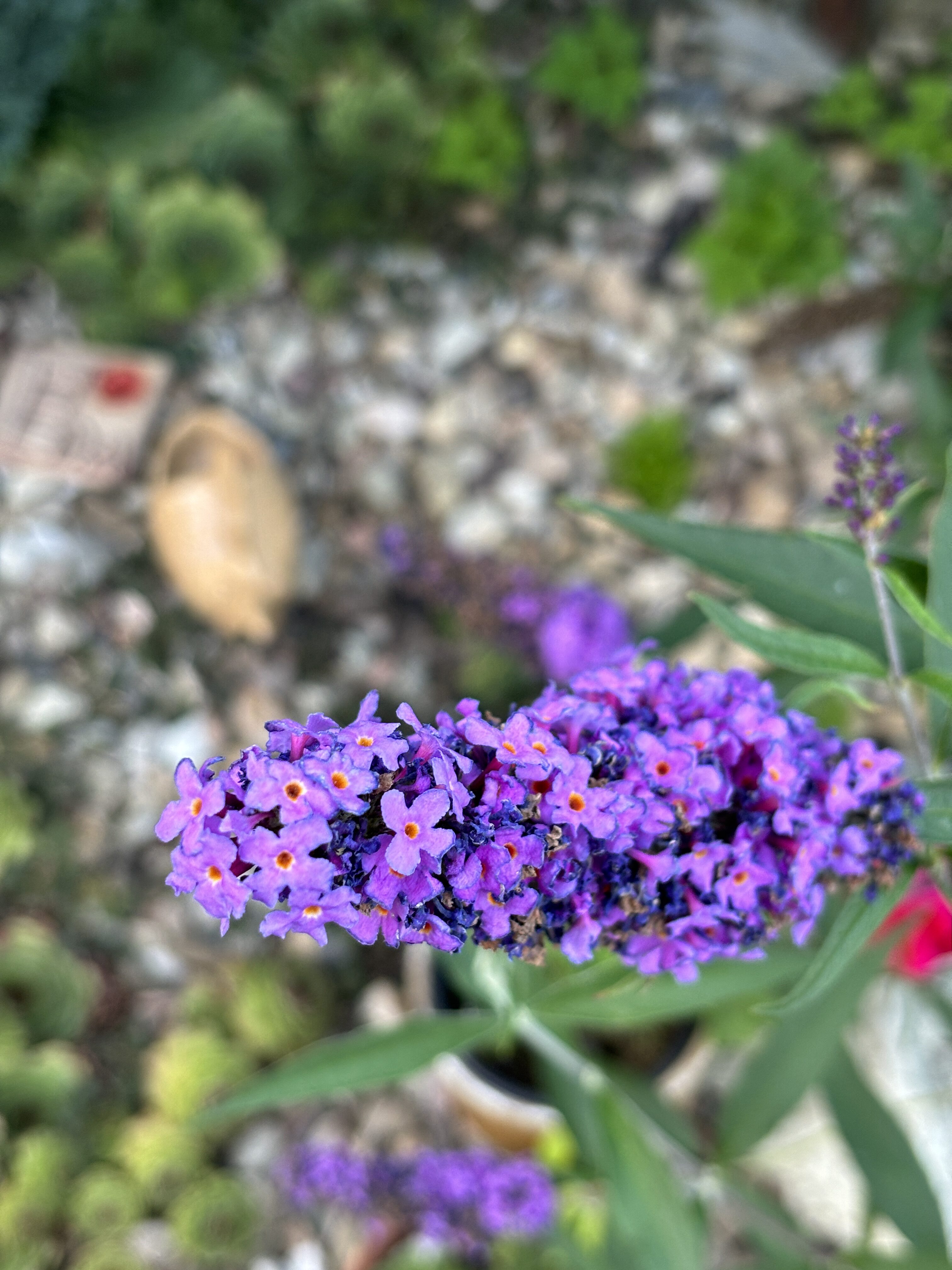 iPhone 15 foto den 25