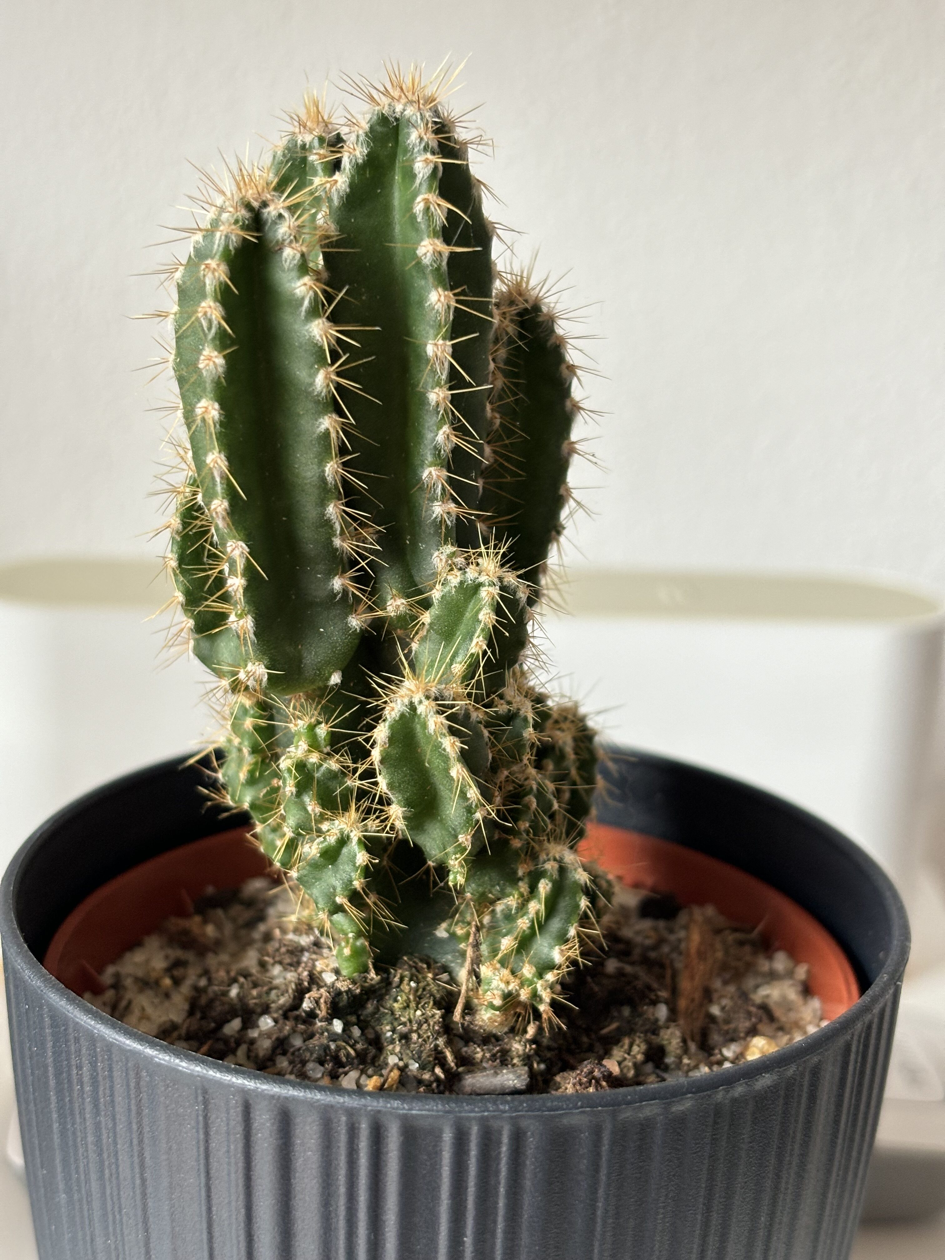 iPhone 15 foto den 4