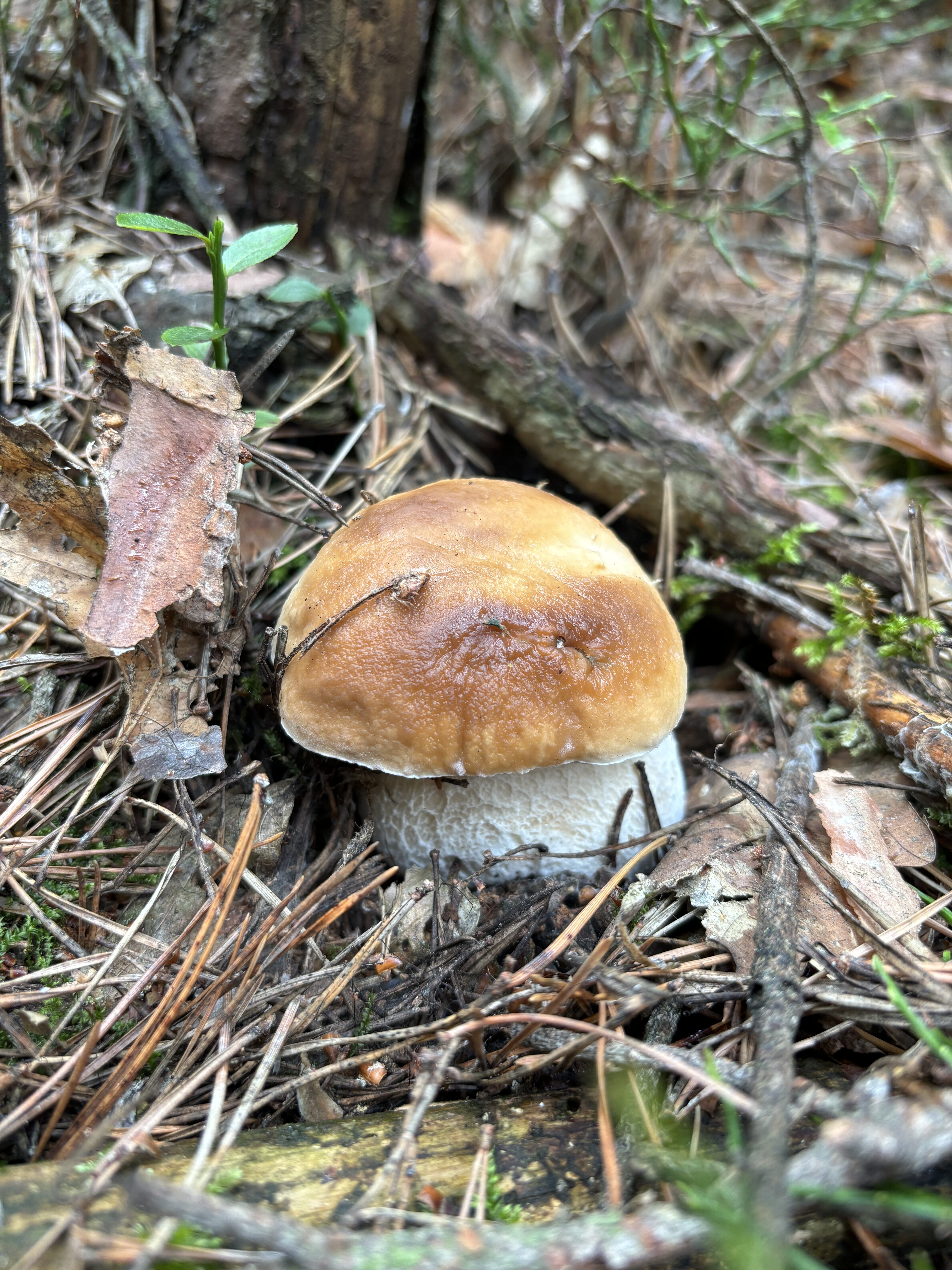 iPhone 15 foto den 6