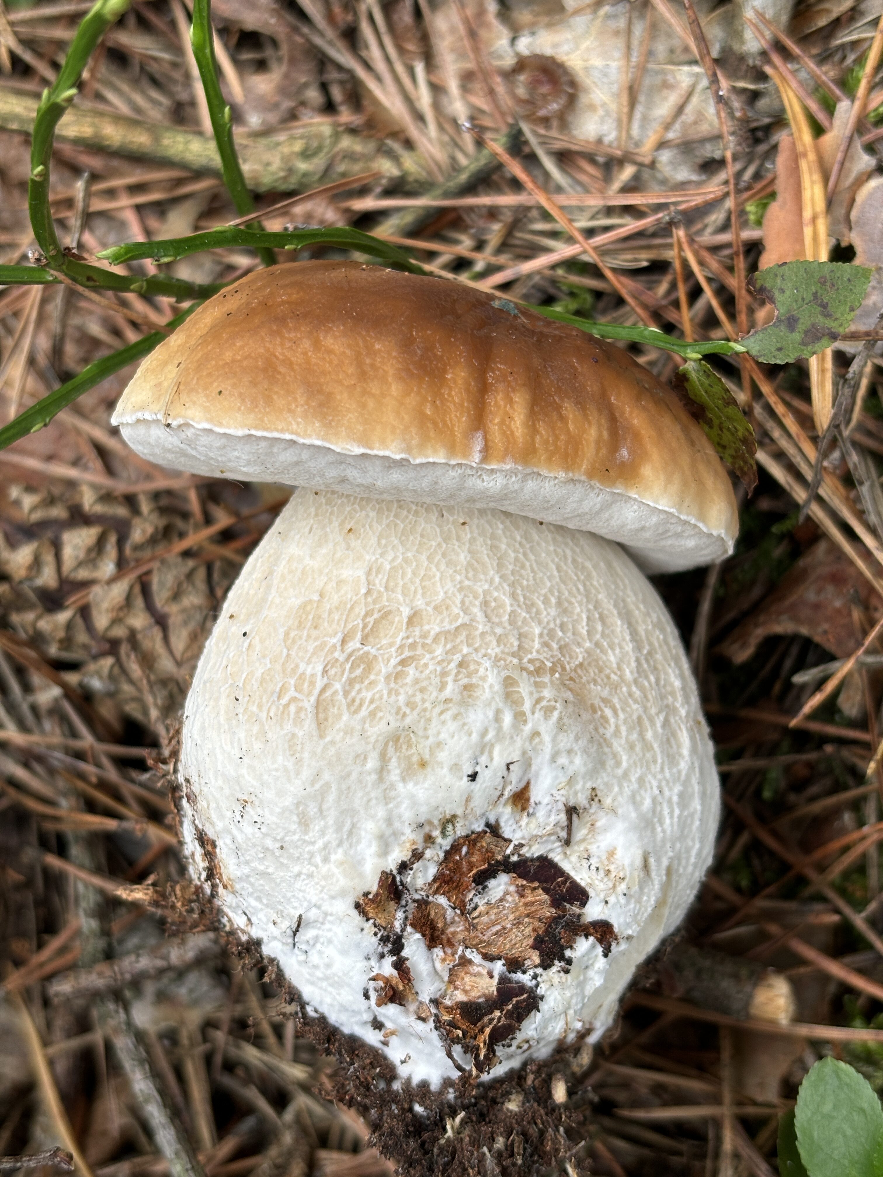 iPhone 15 foto den 7