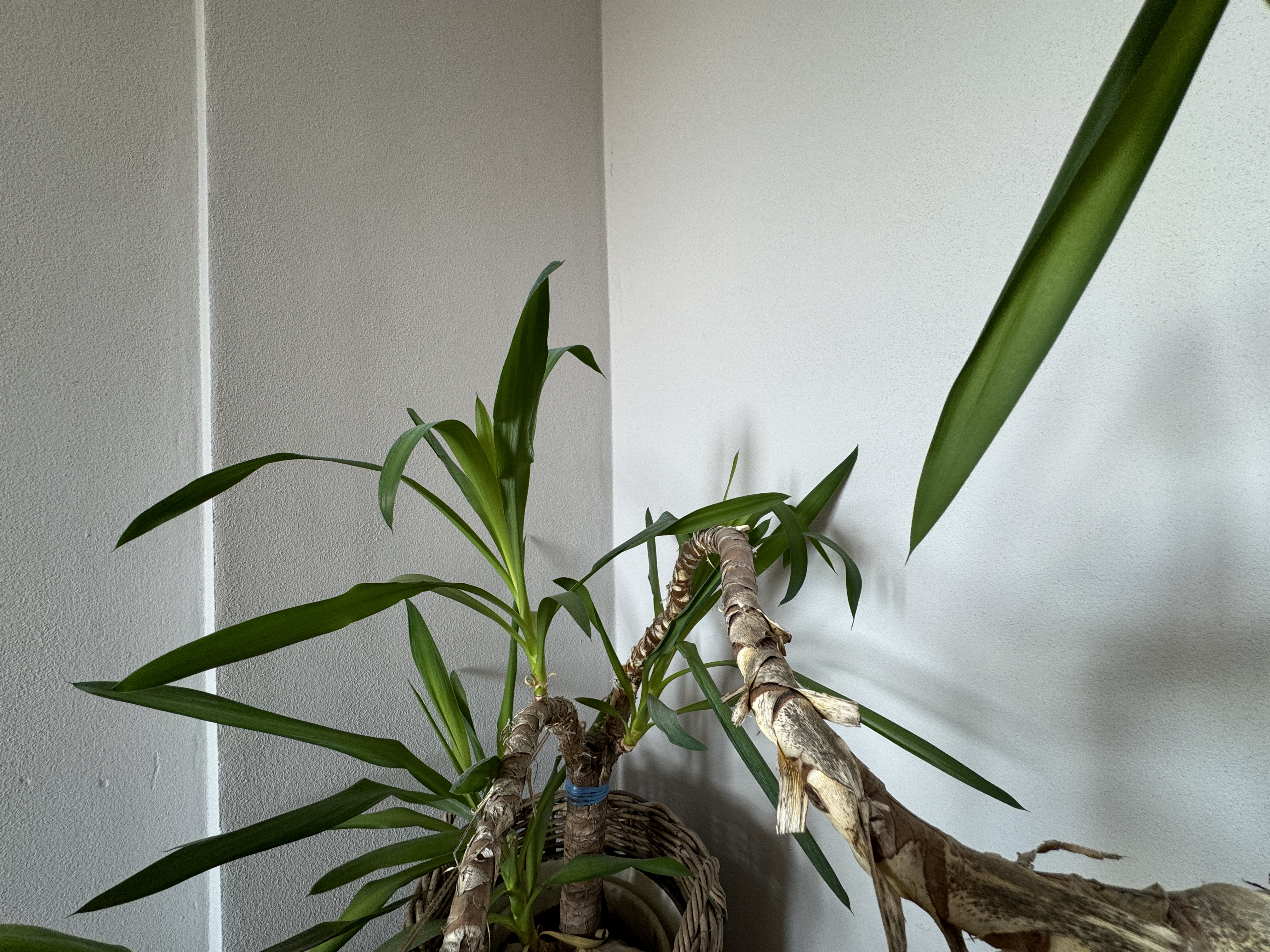 indoor plant in corner