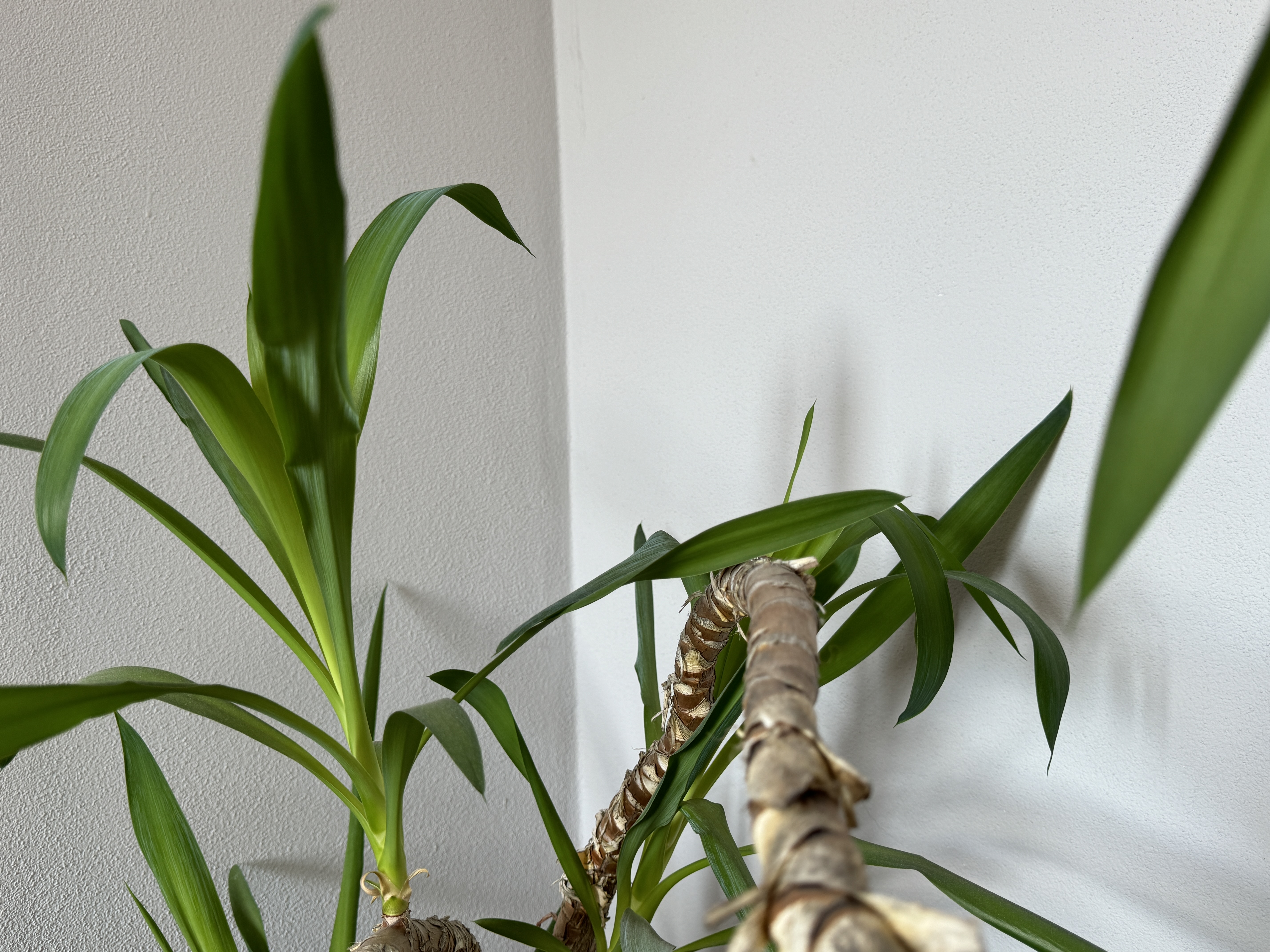 indoor plant leaves