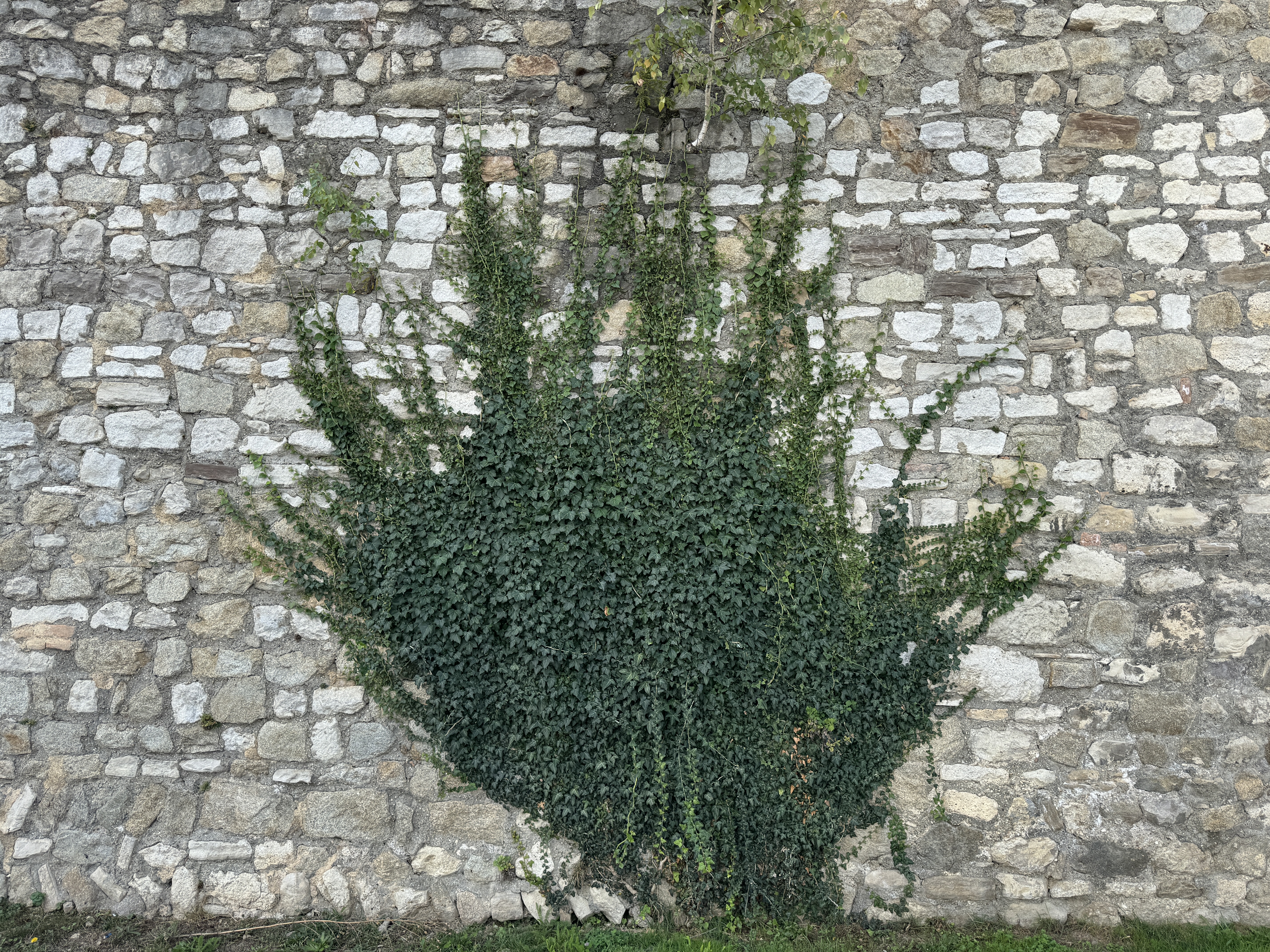 ivy on stone wall