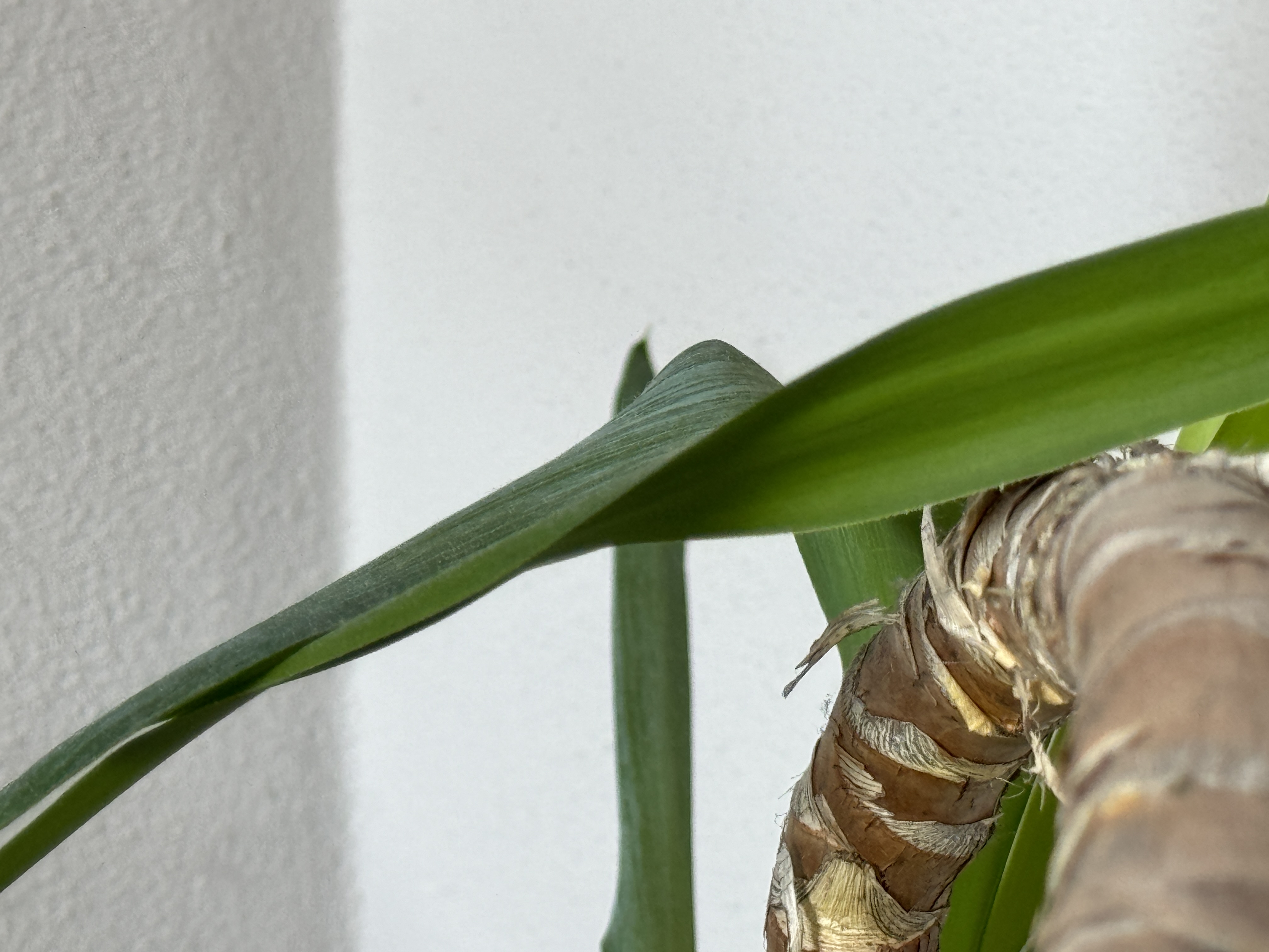 leaf detail indoor plant