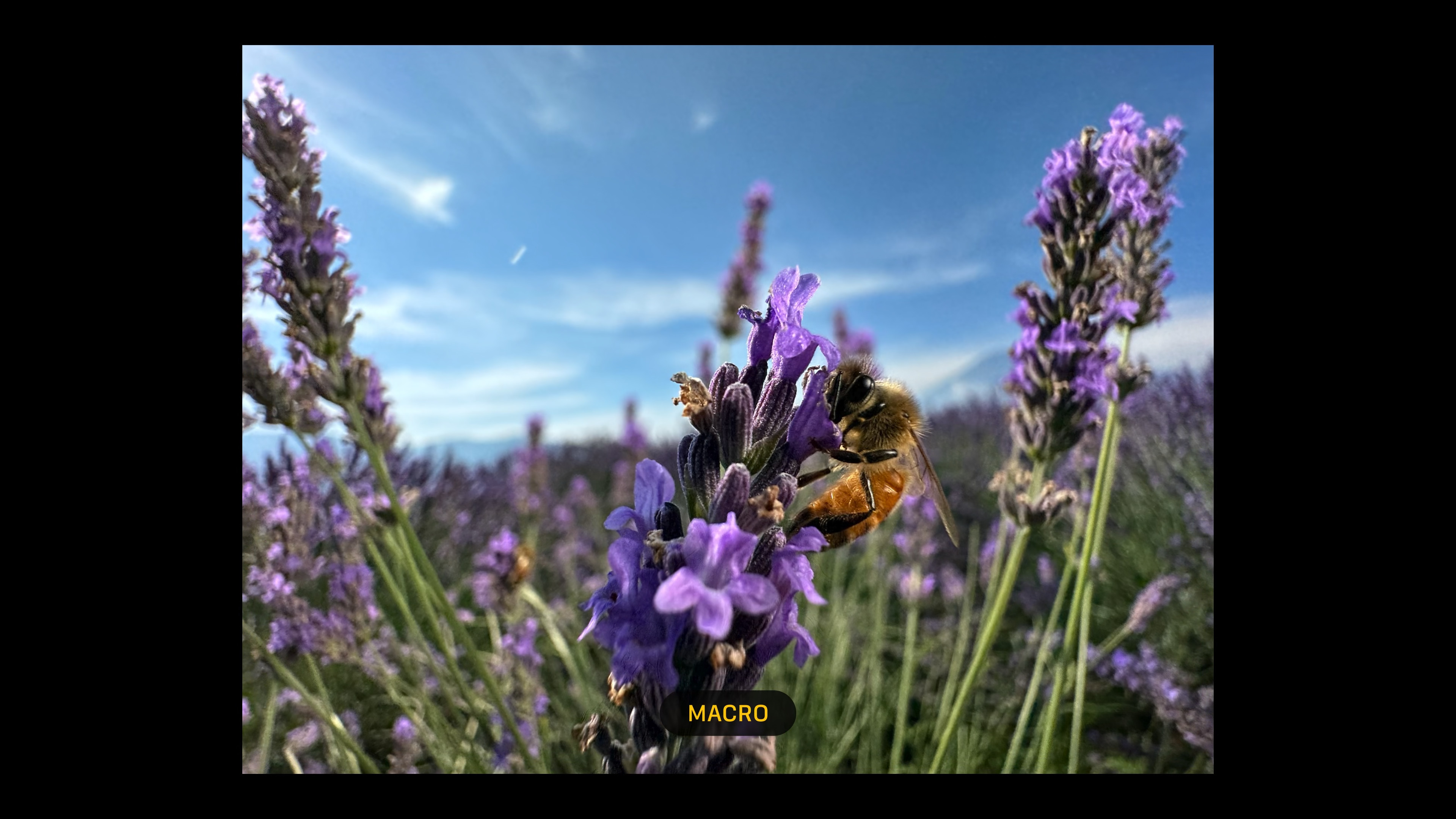 macro shot of bee on flowers