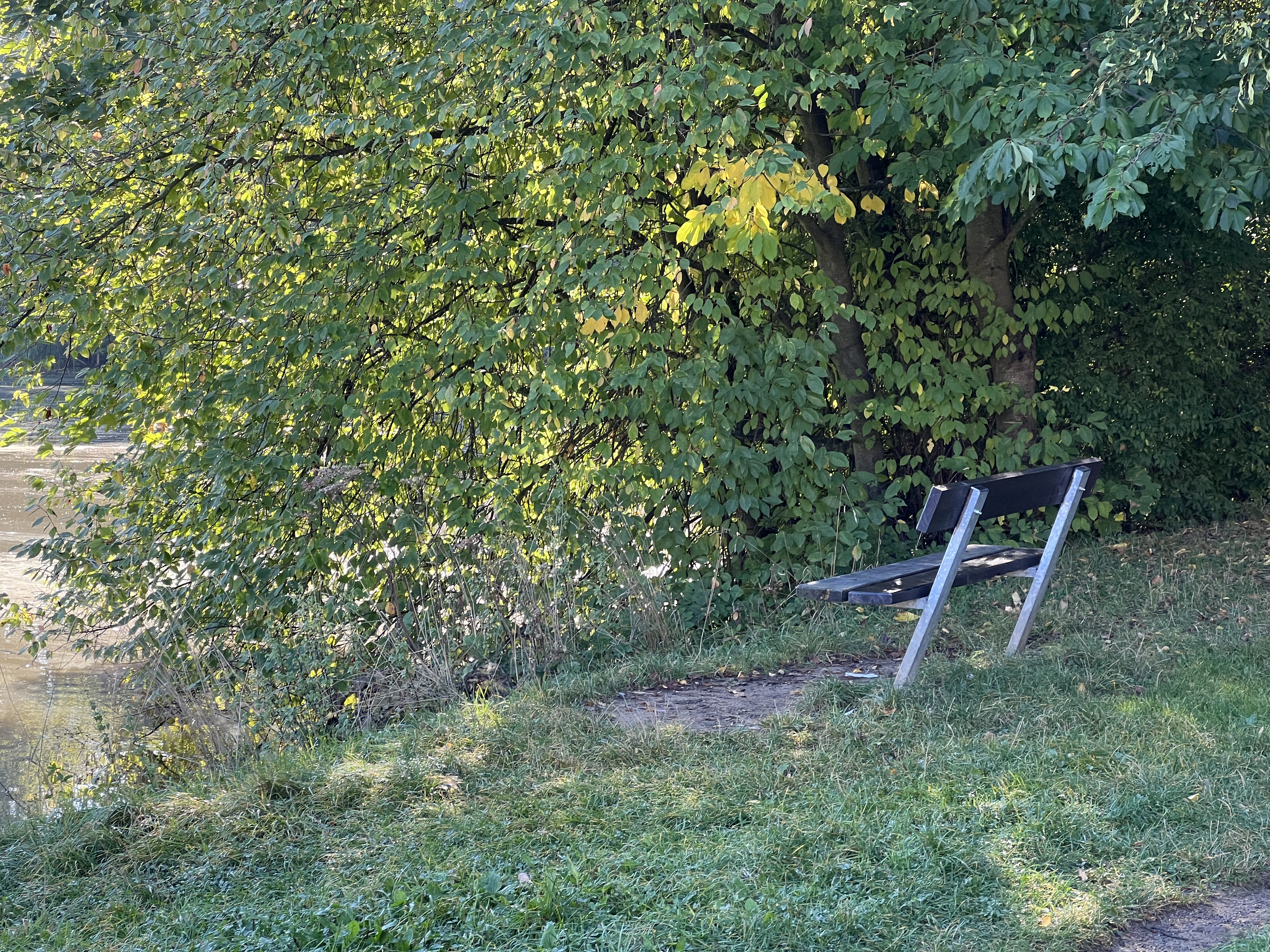 park bench near trees