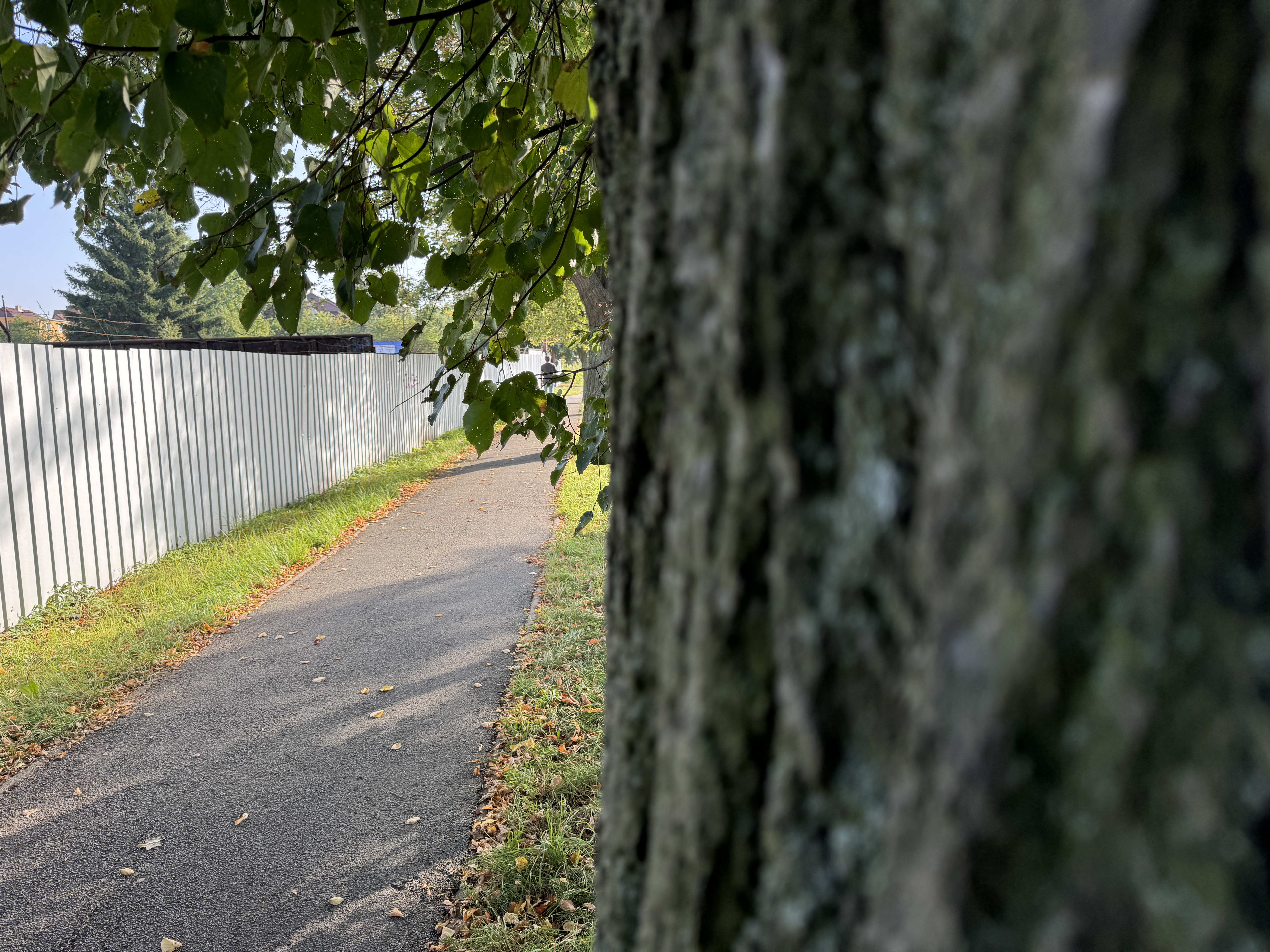 pathway with tree focus