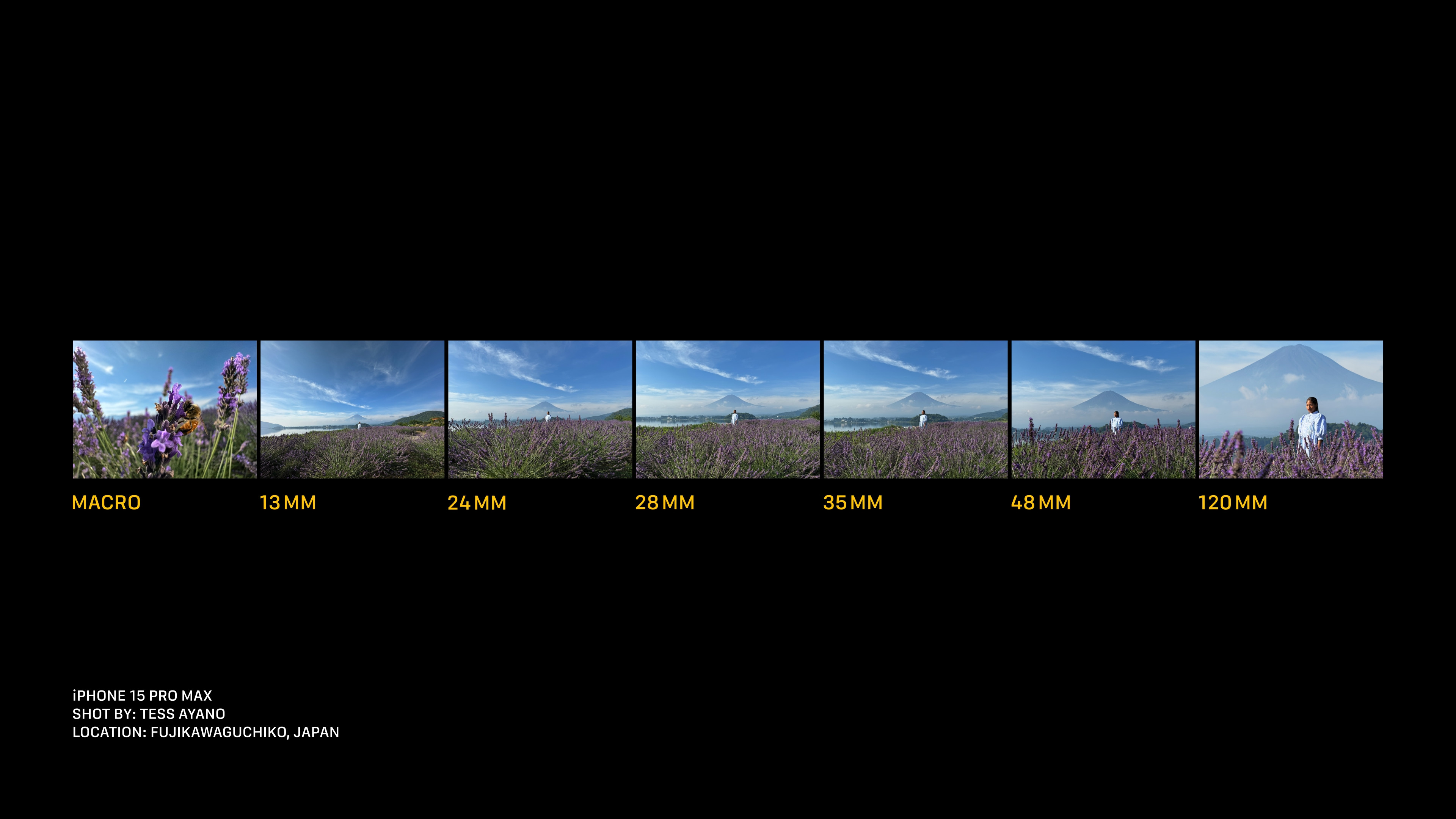 photo comparison mountain lavender