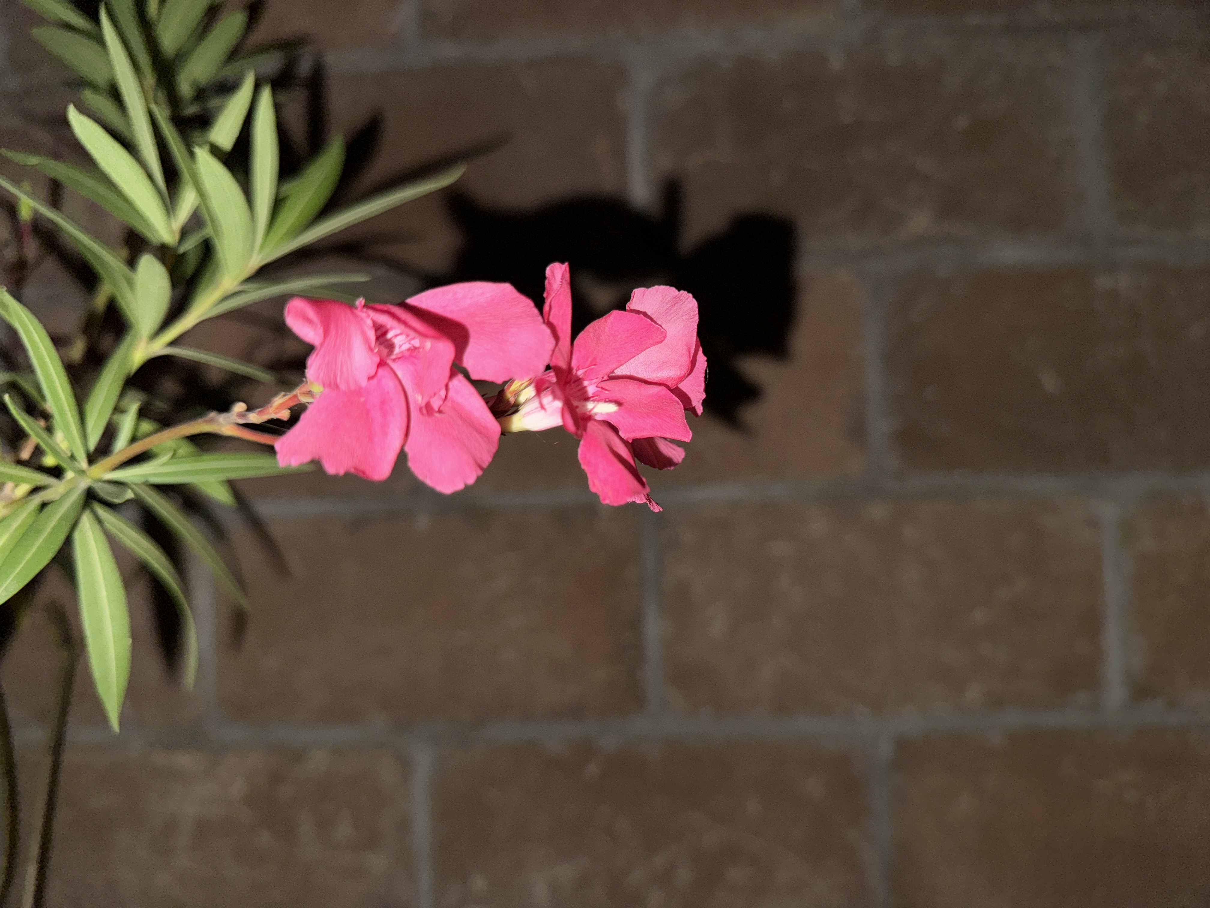 pink flower against brick wall