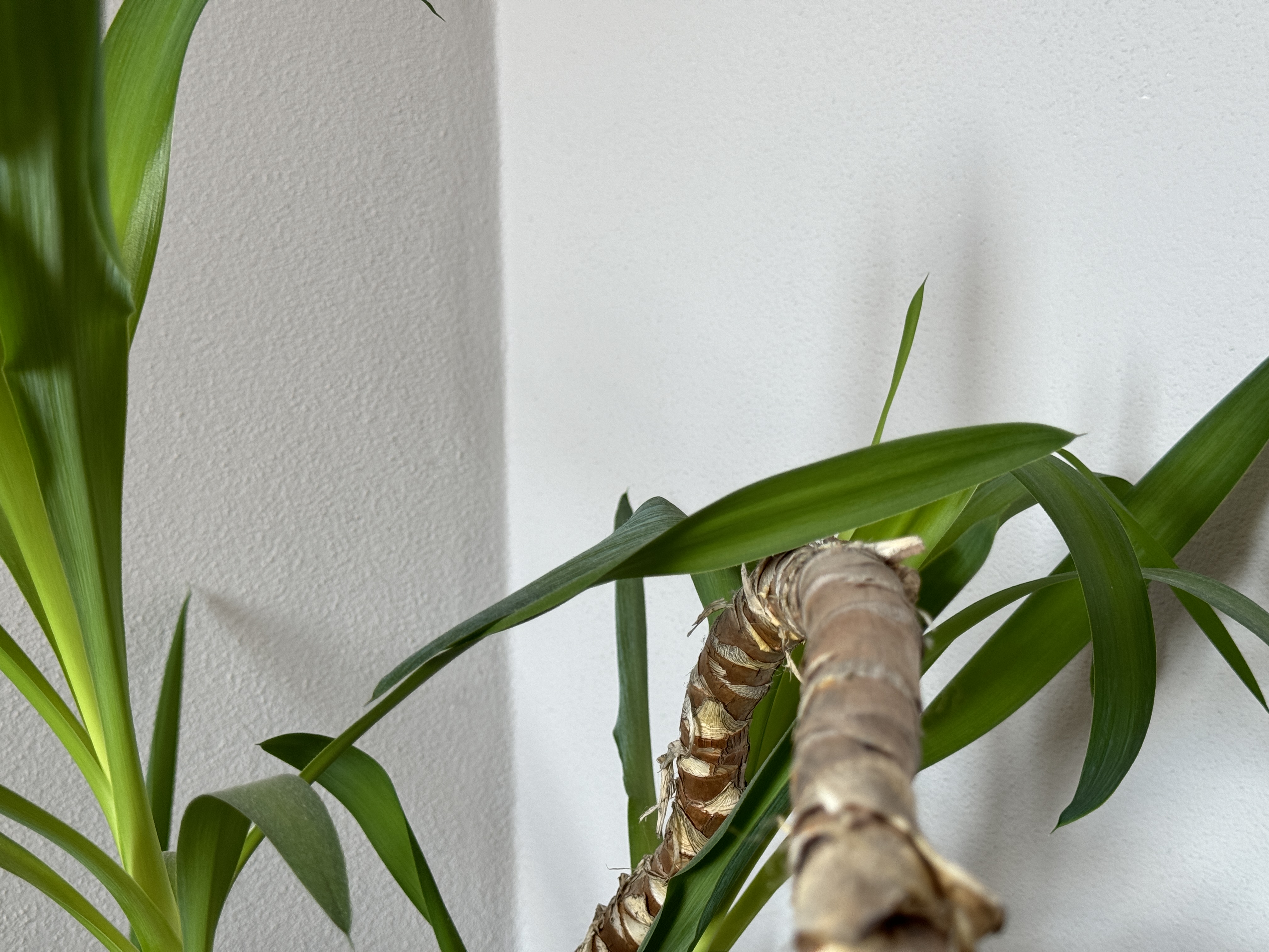 plant stem and leaves