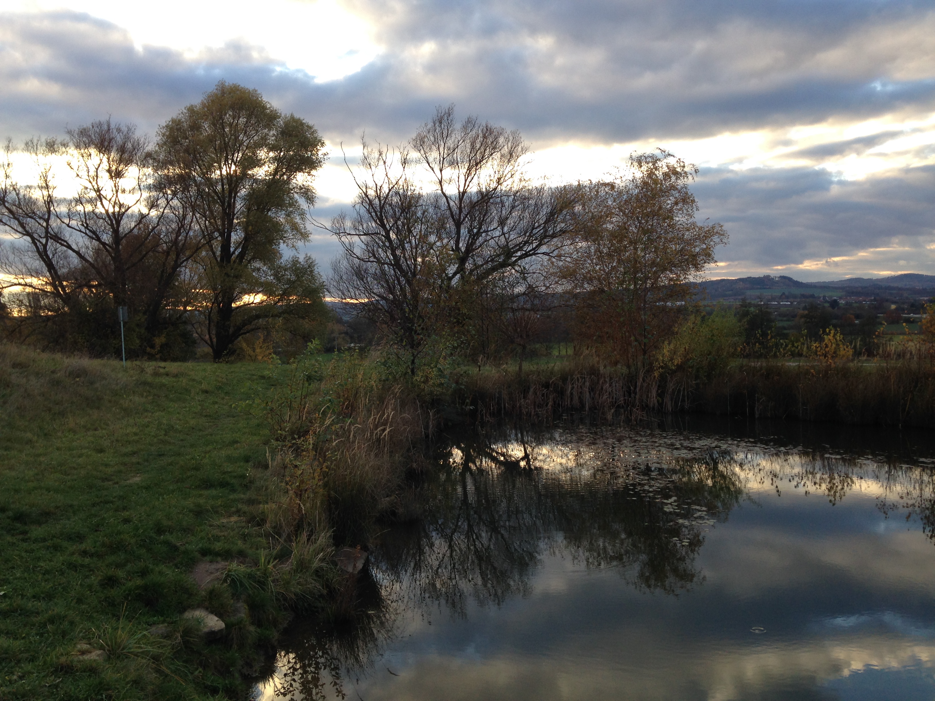 pond with trees reflection