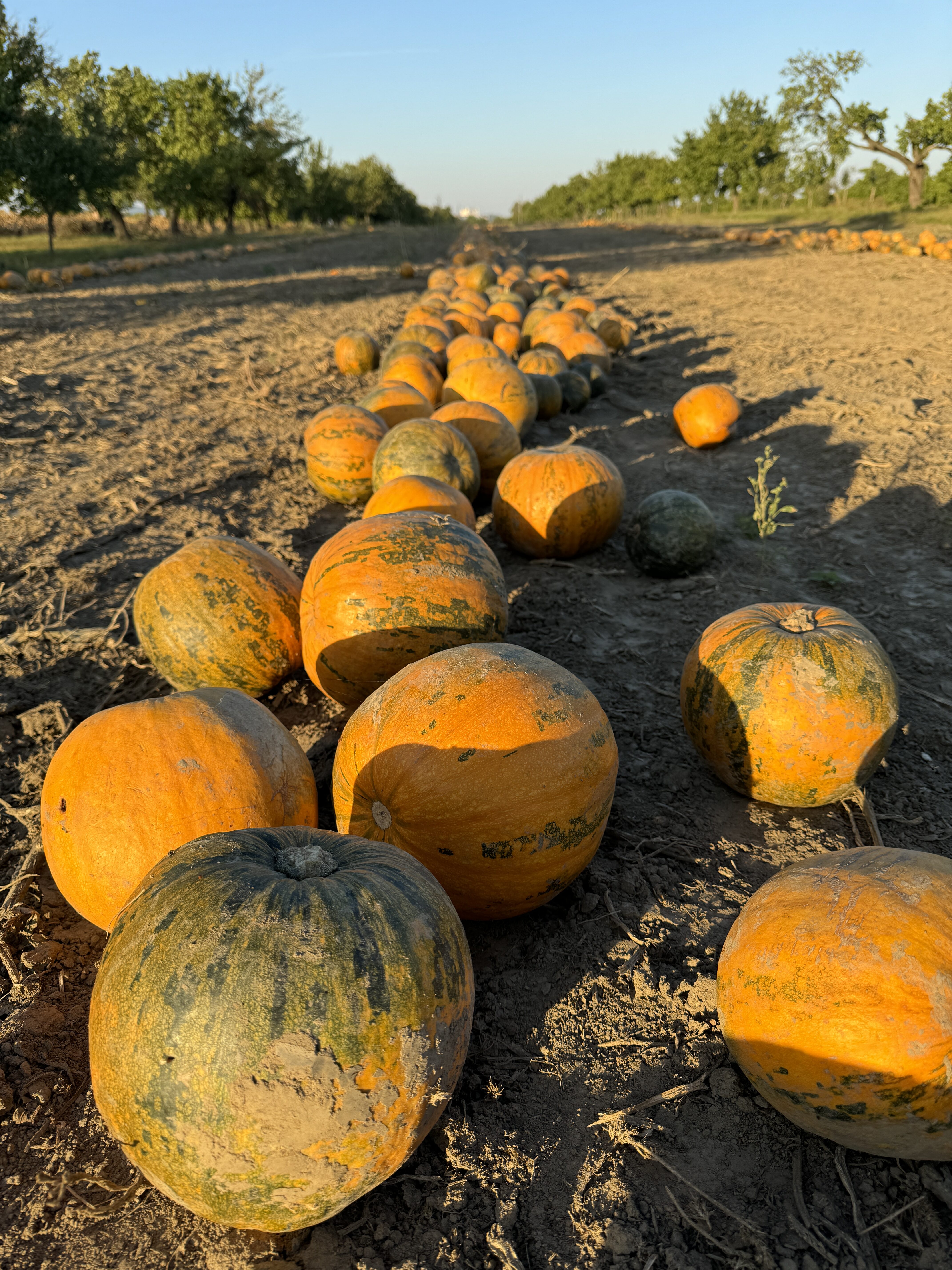 pumpkin field harvest