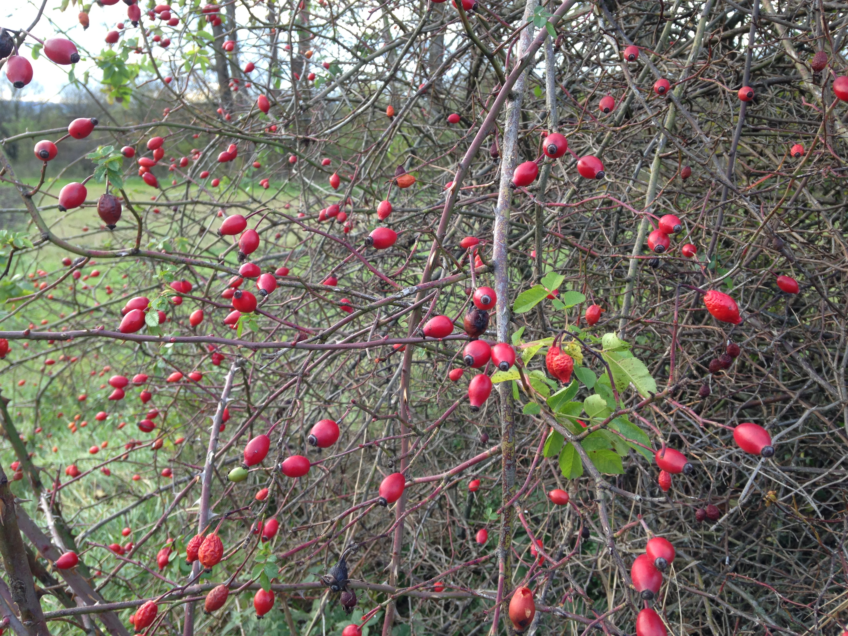 red berries on bush