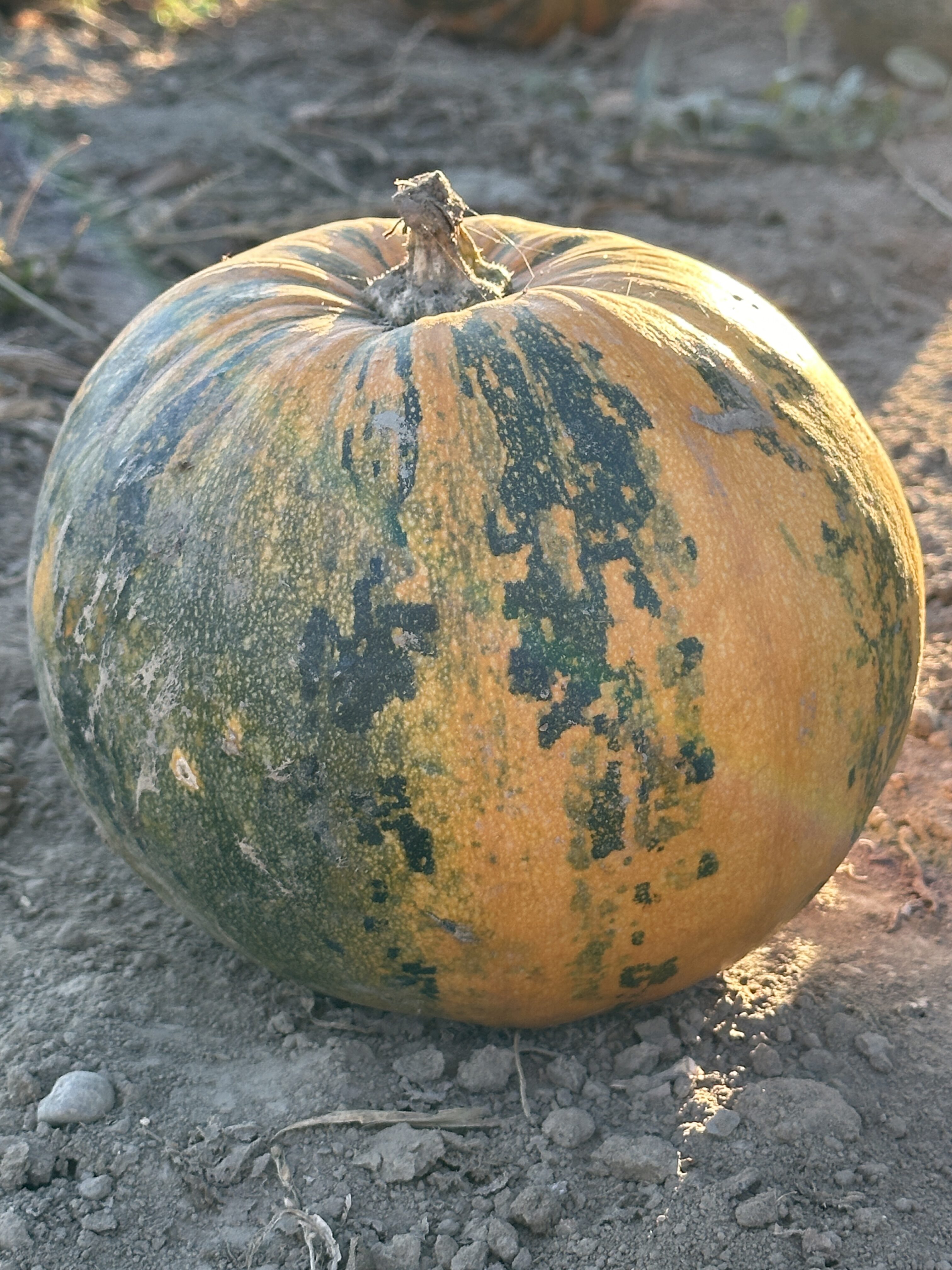 ripe pumpkin on soil
