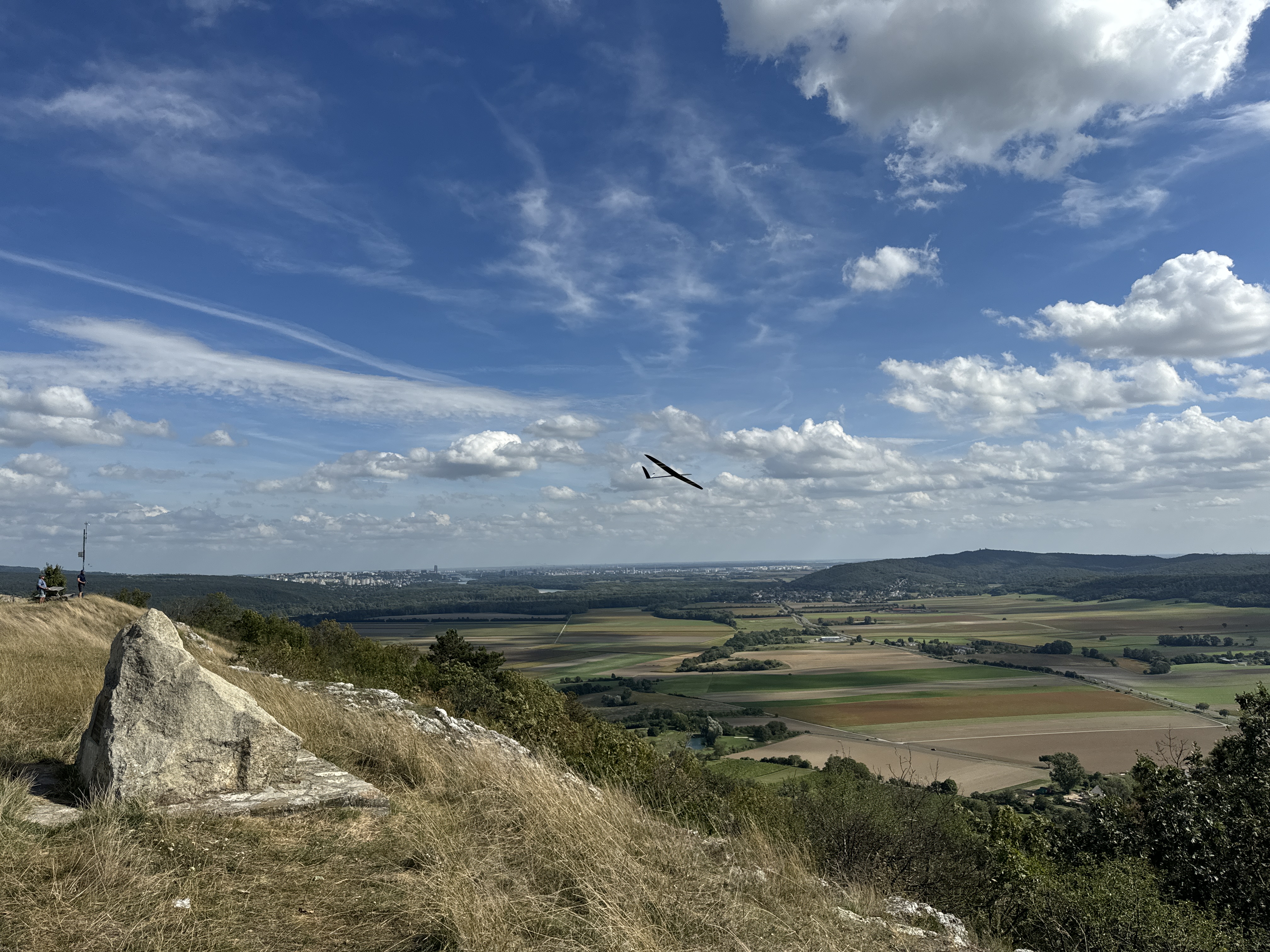soaring bird over fields