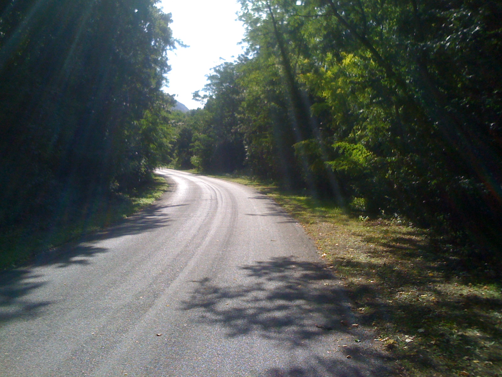 sunny forest road