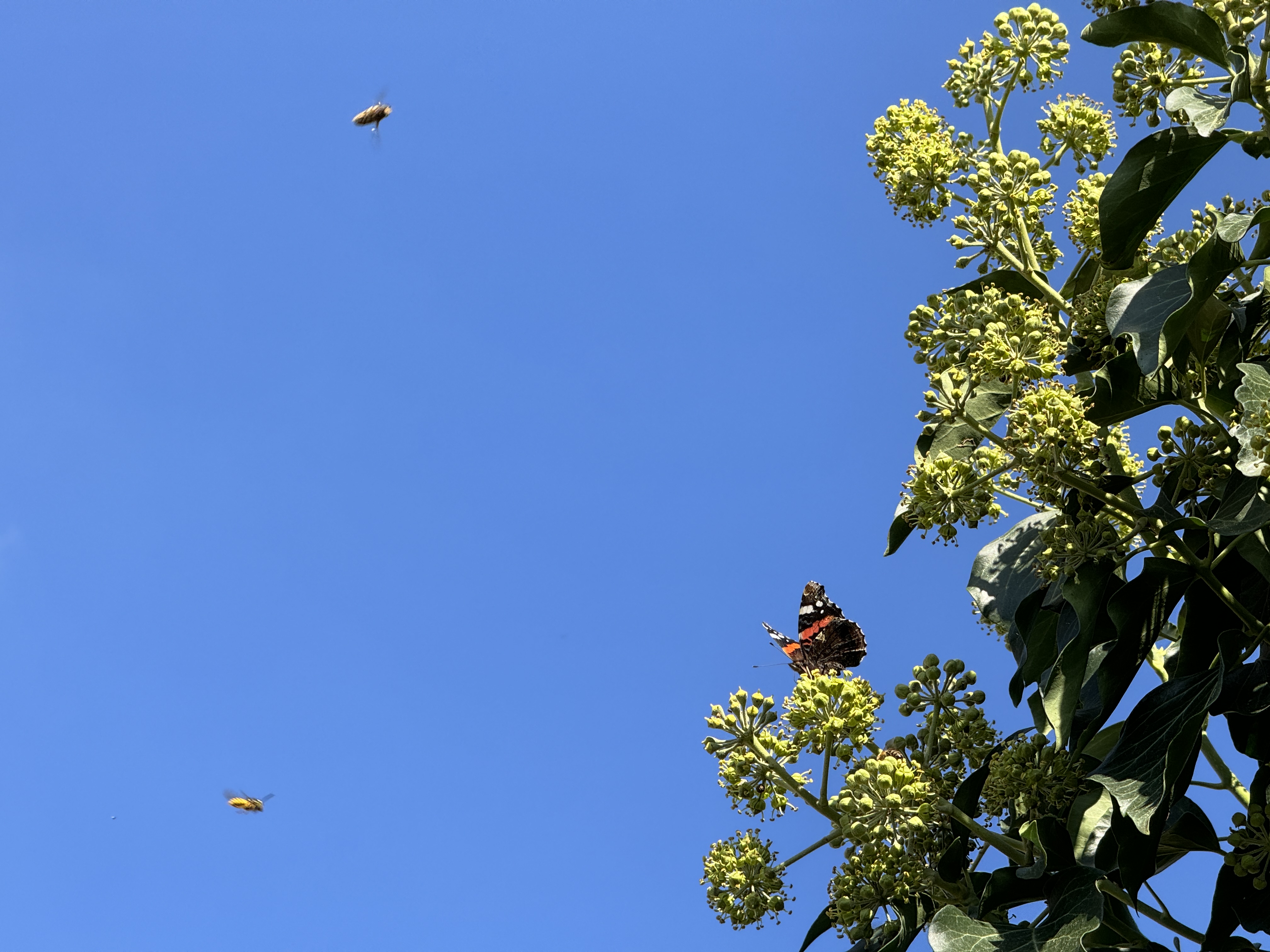 sunny garden with trees