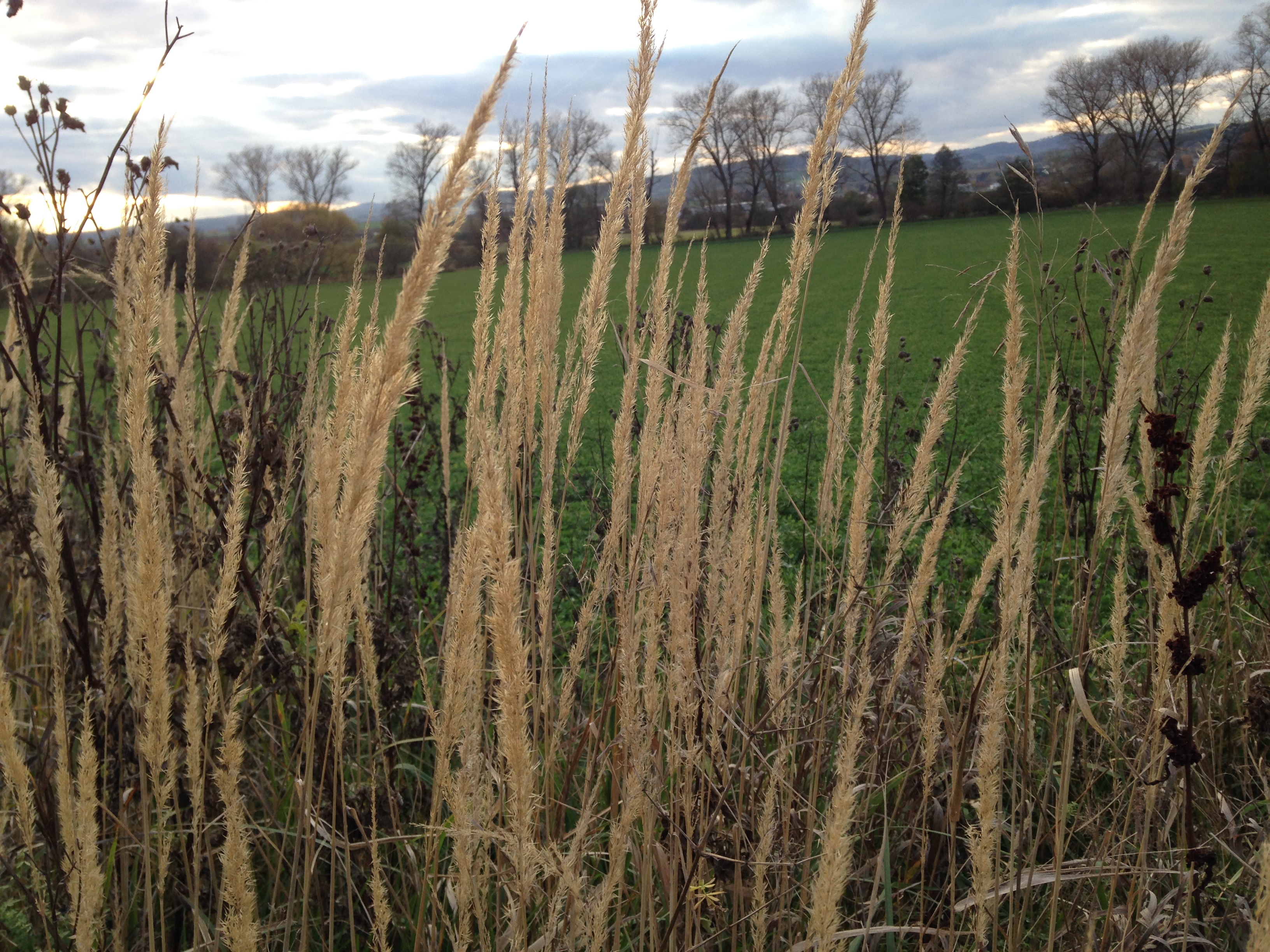 tall grass in field