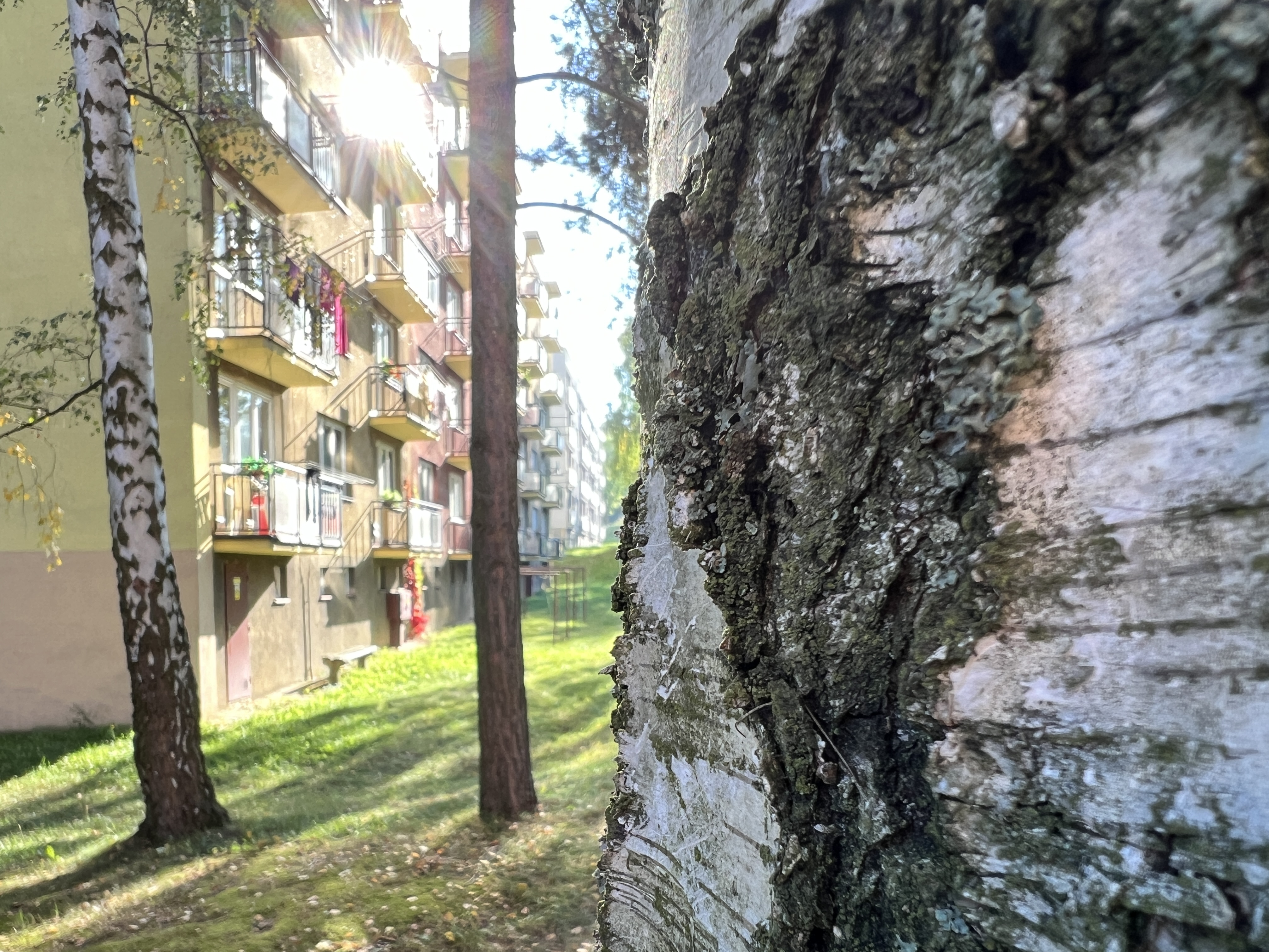tree bark apartment buildings