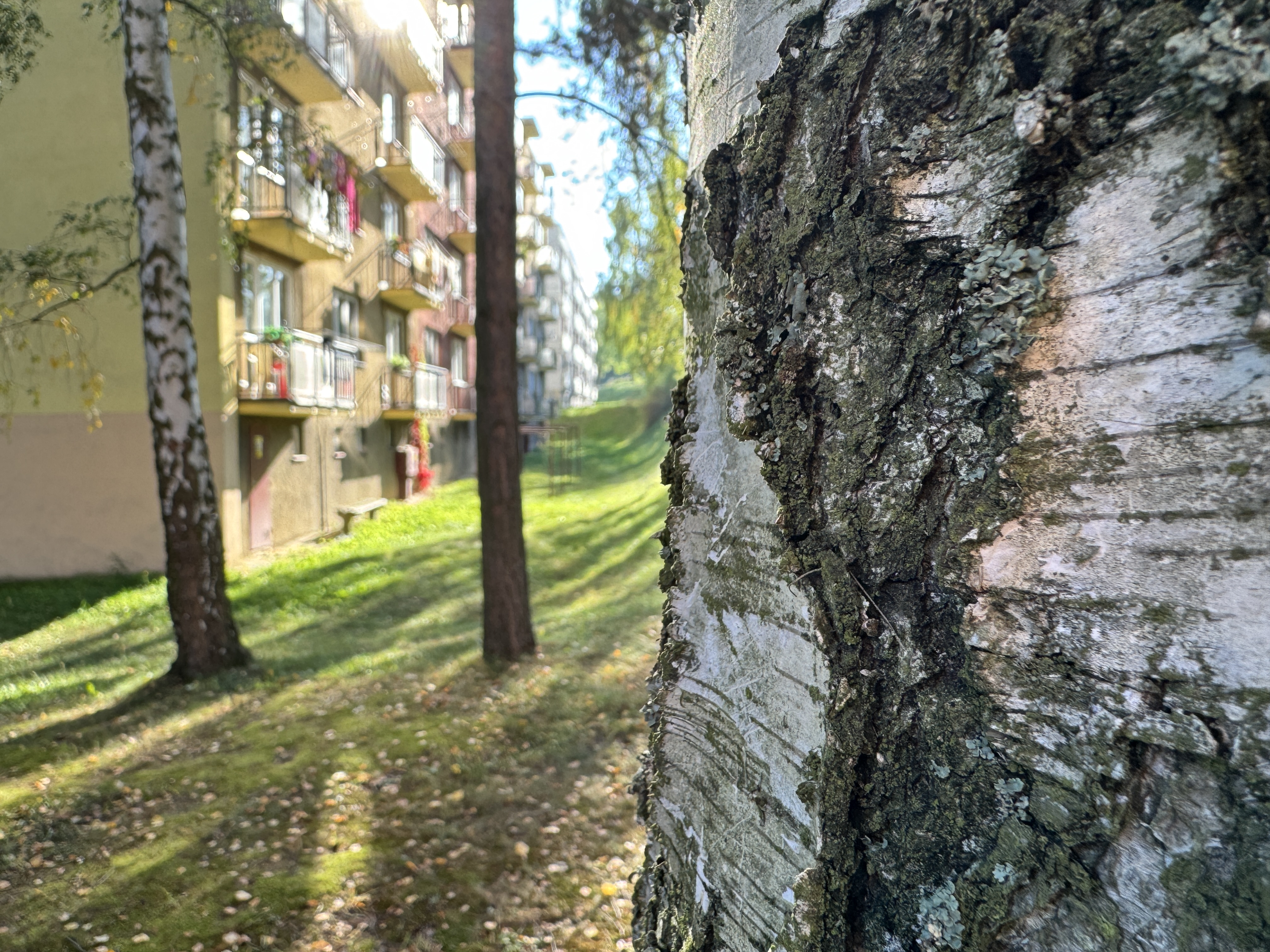 tree bark closeup apartment scenery
