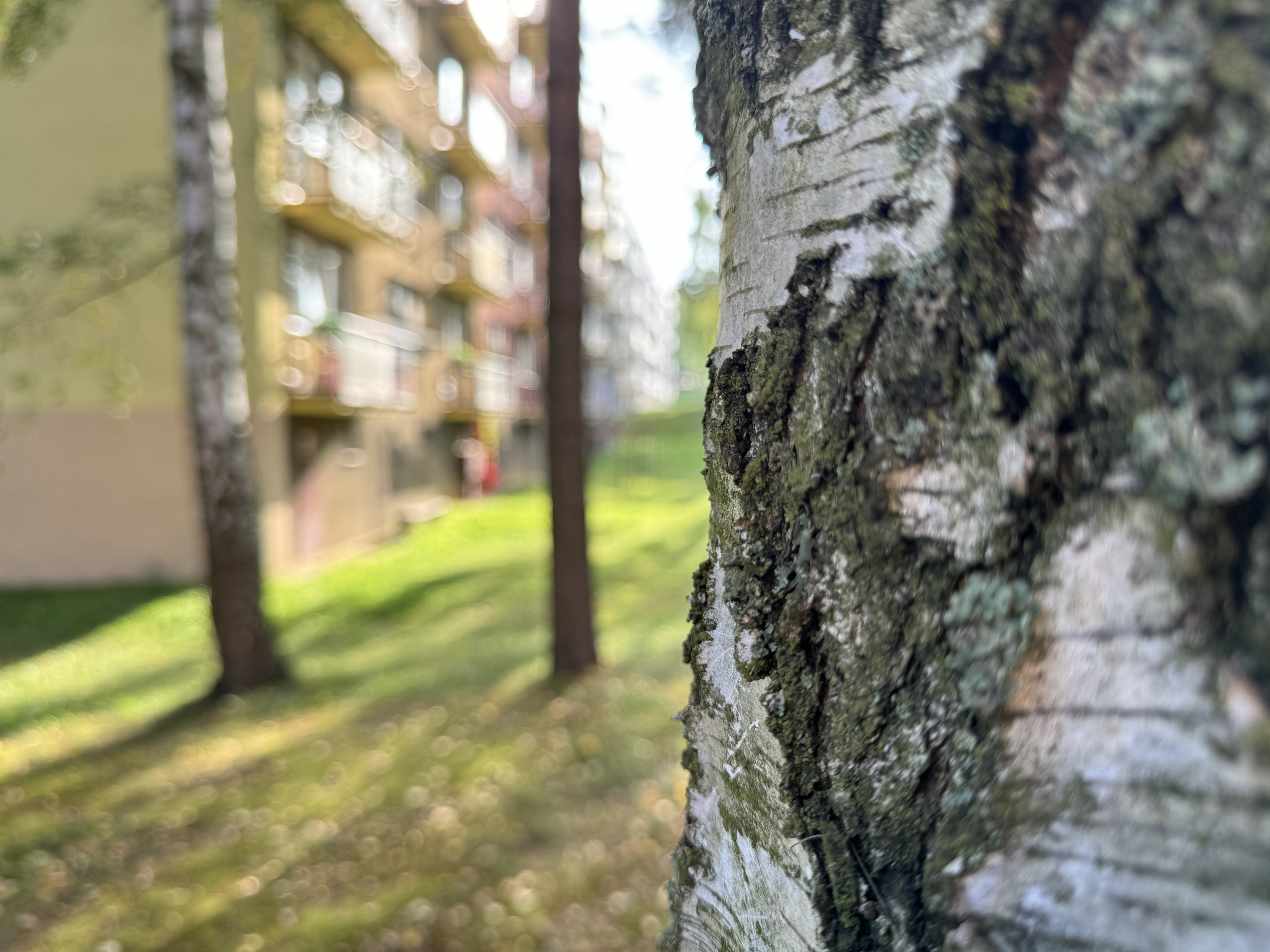 tree bark closeup apartment