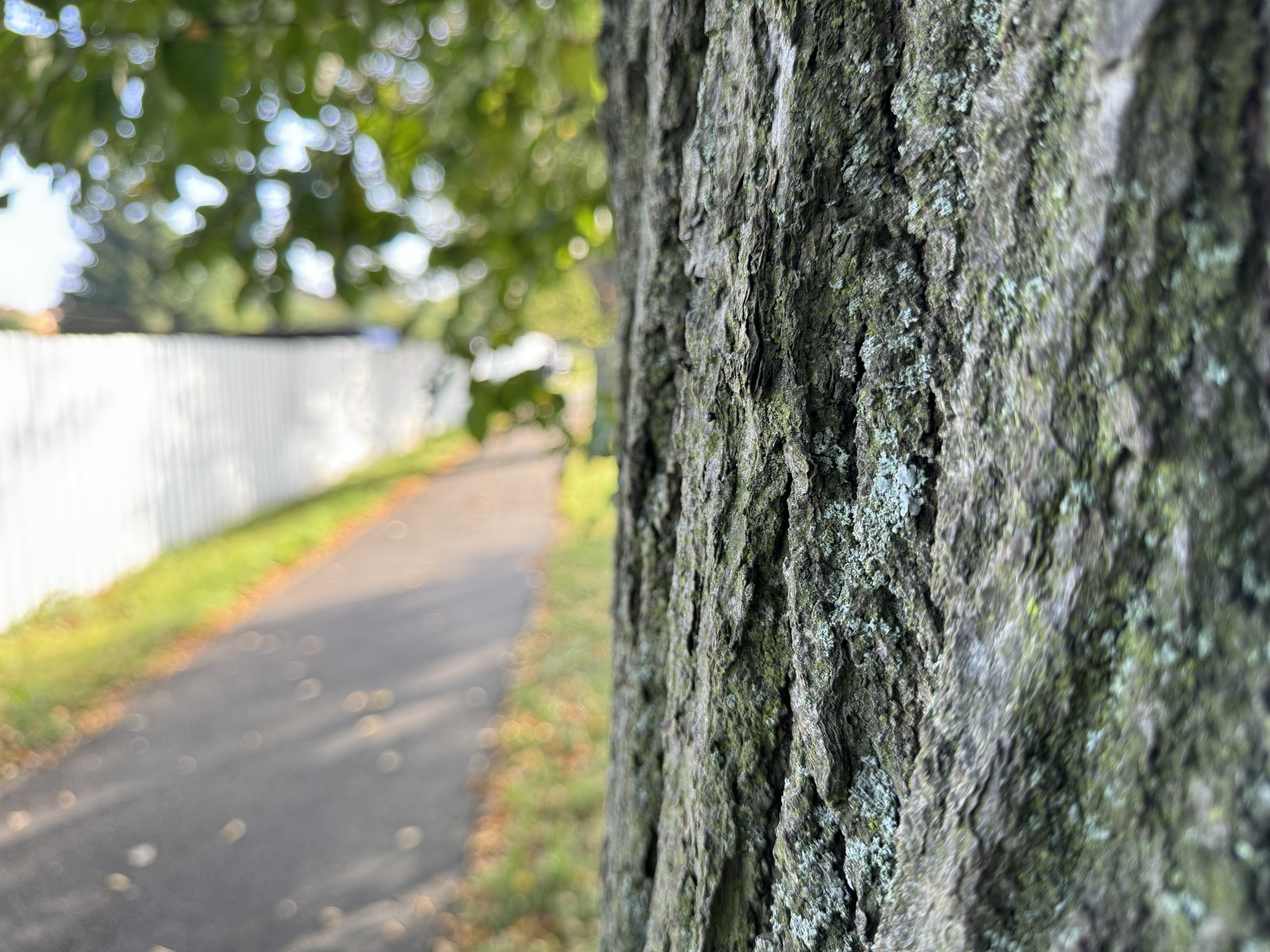 tree bark closeup pathway
