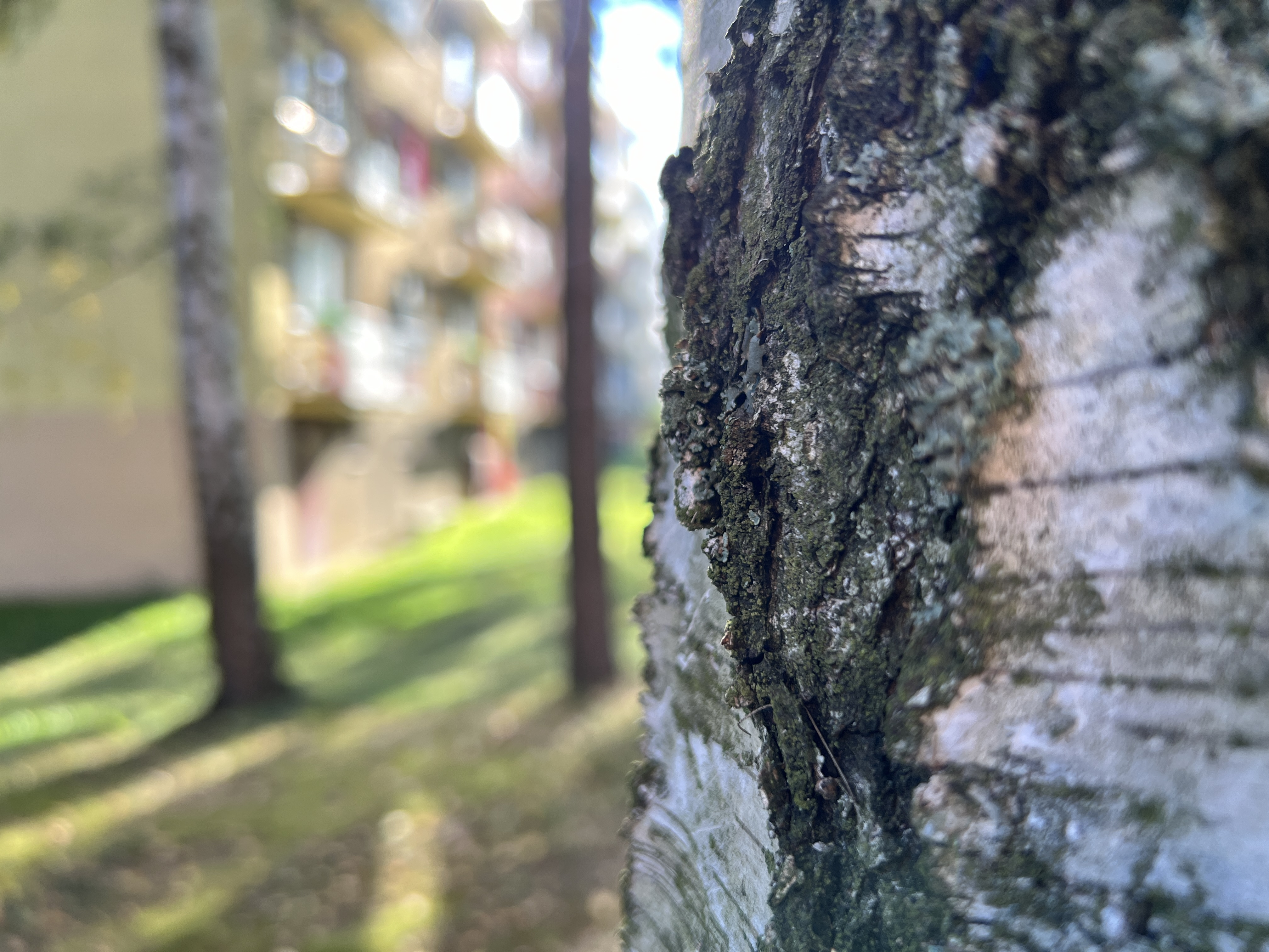 tree bark focus apartment view