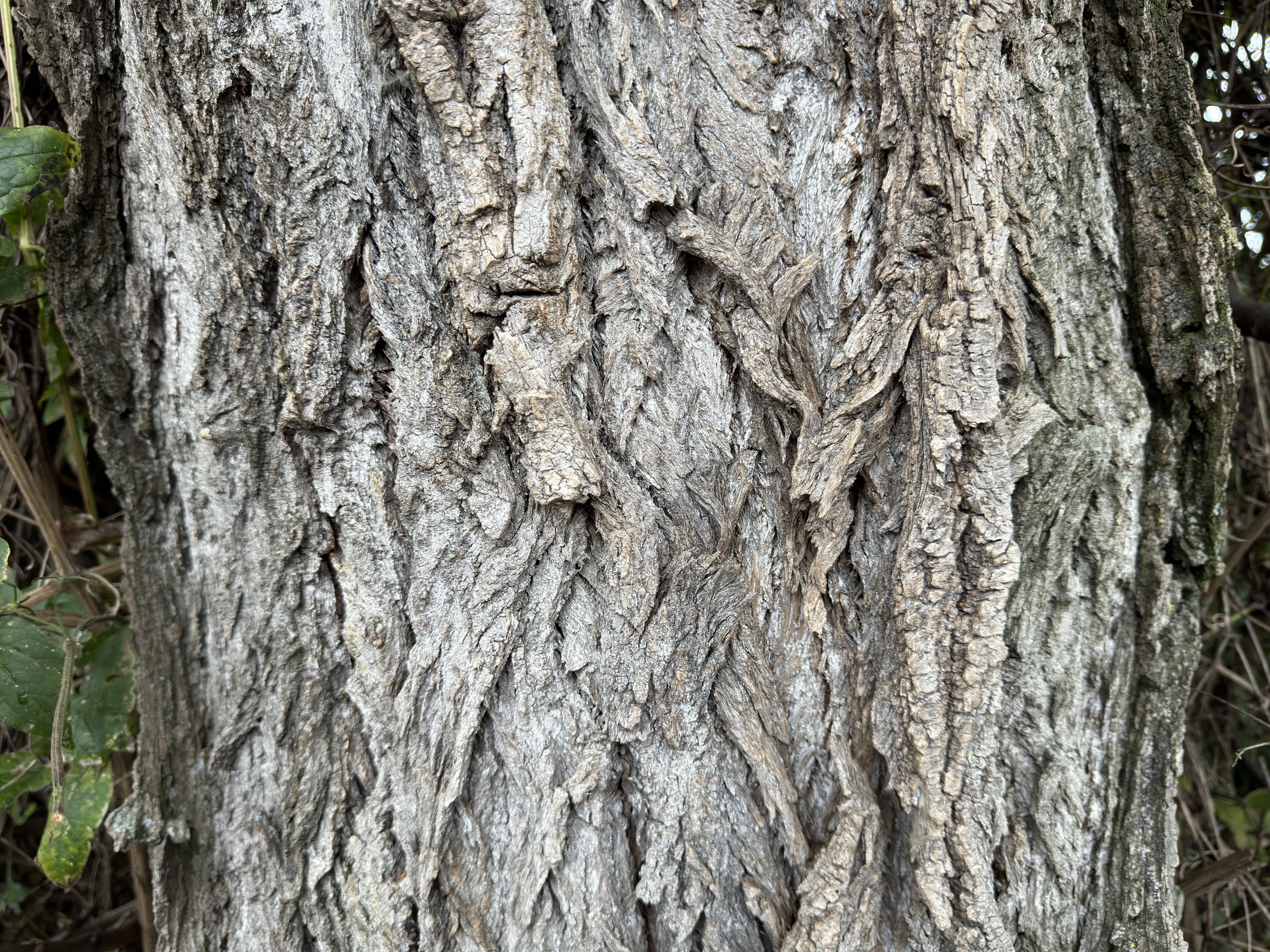 tree bark texture