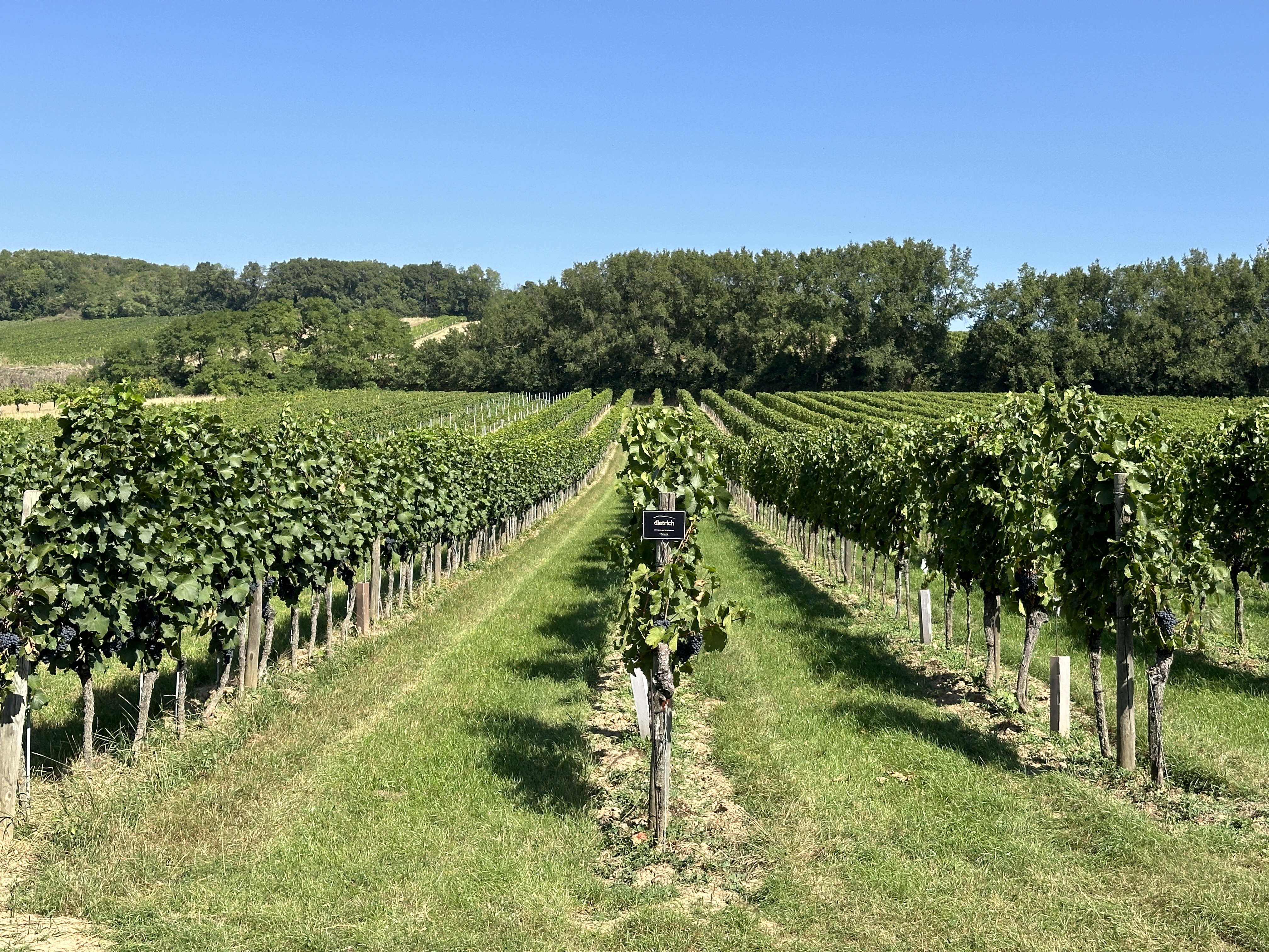 vineyard rows landscape