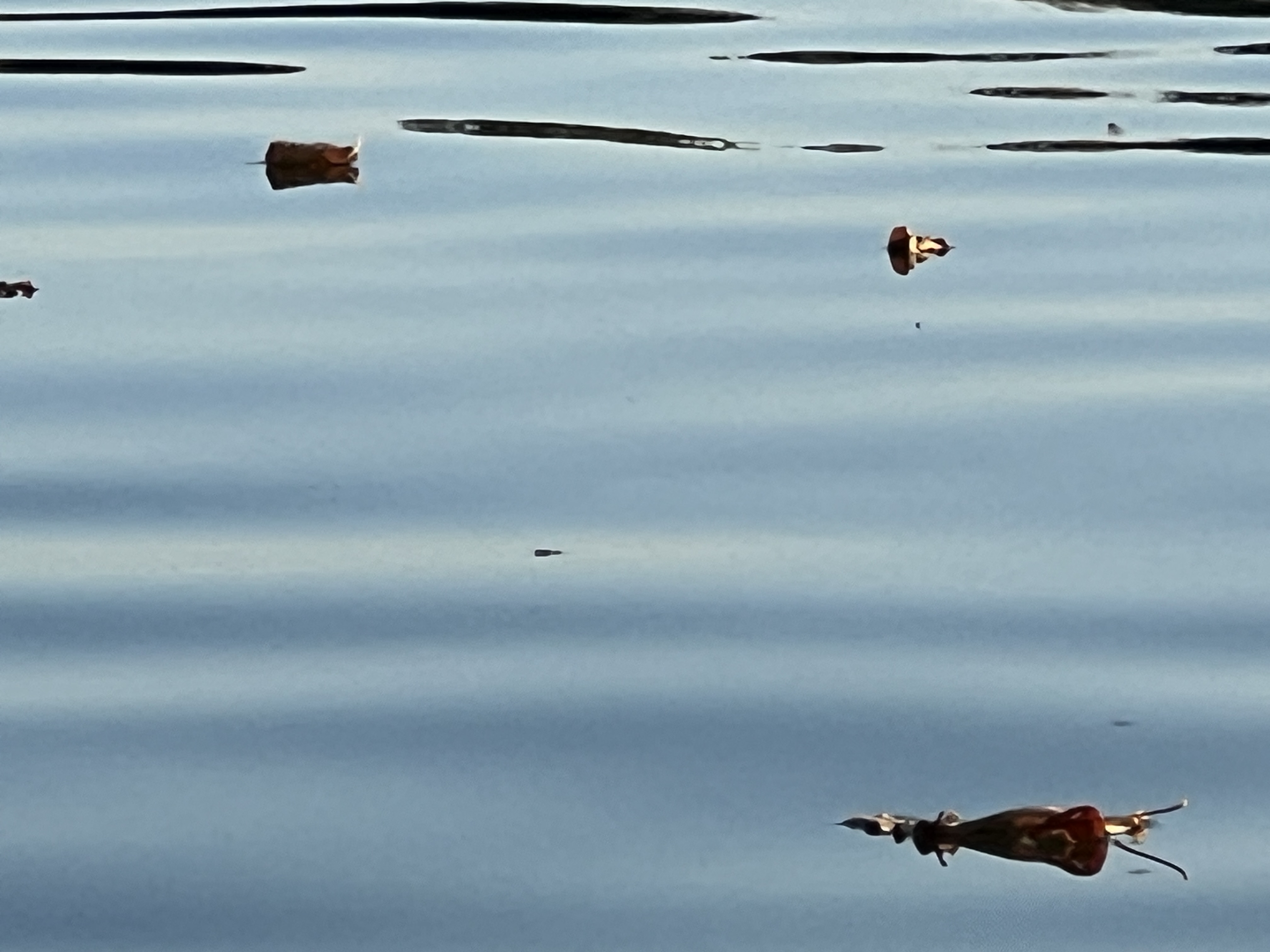 water debris floating