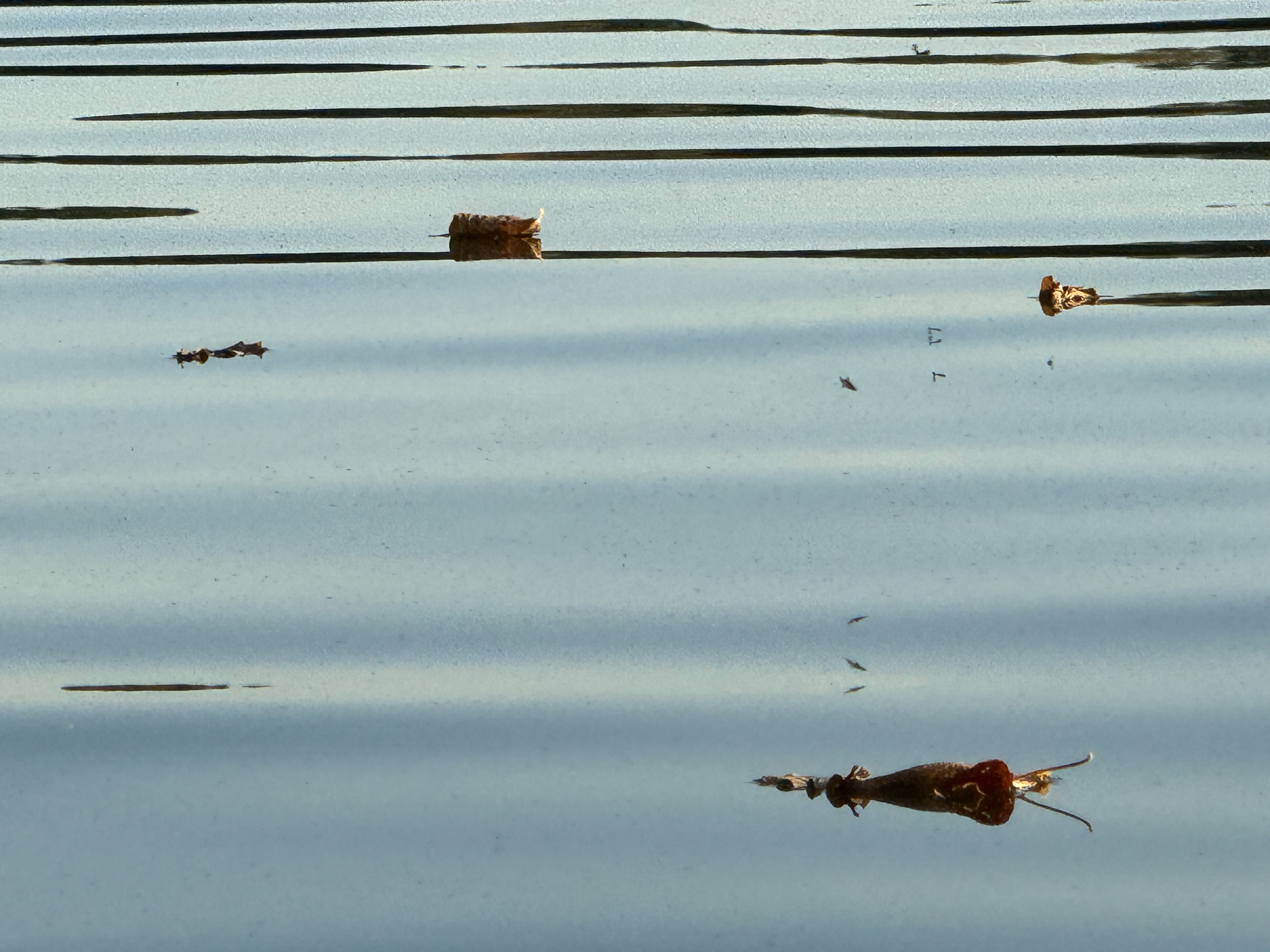 water surface debris