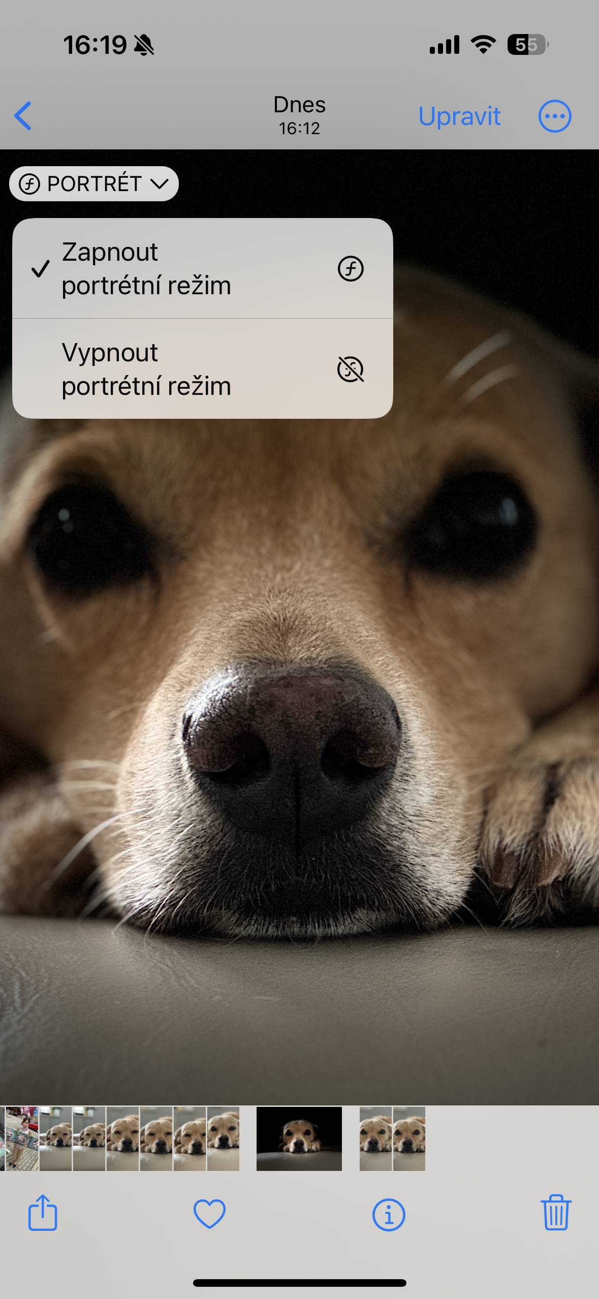 dog close up portrait