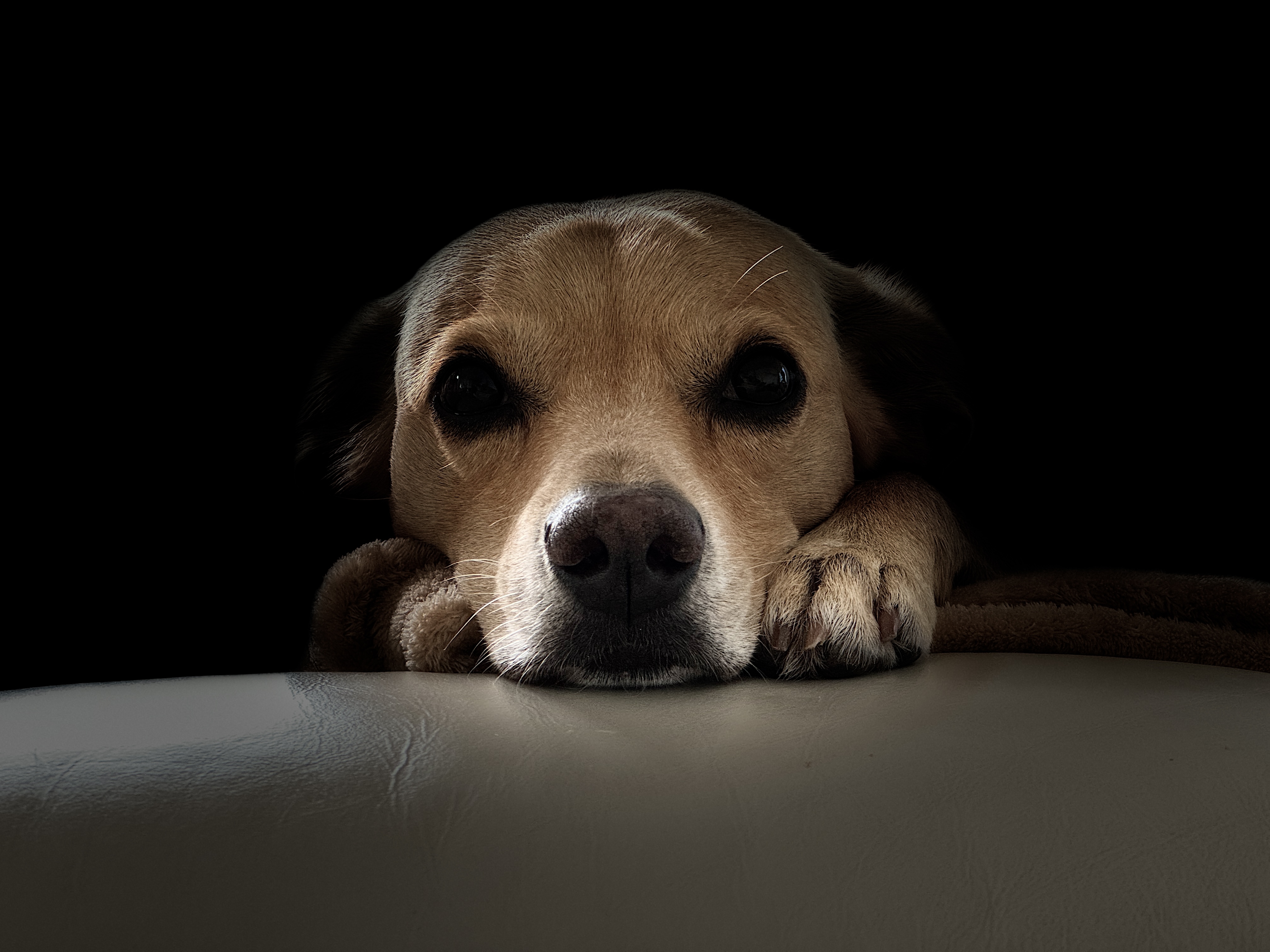 dog resting on couch