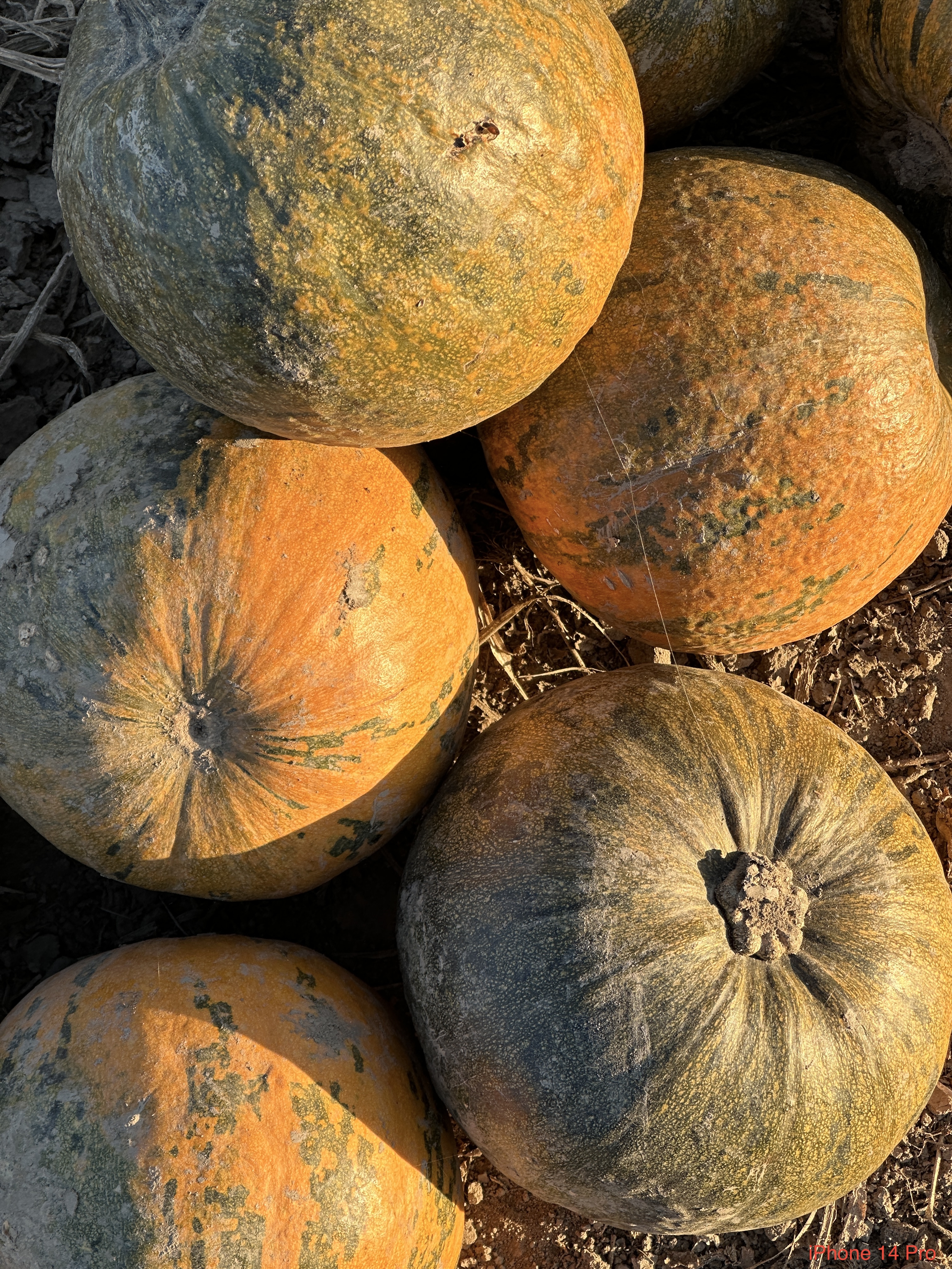 single pumpkin closeup