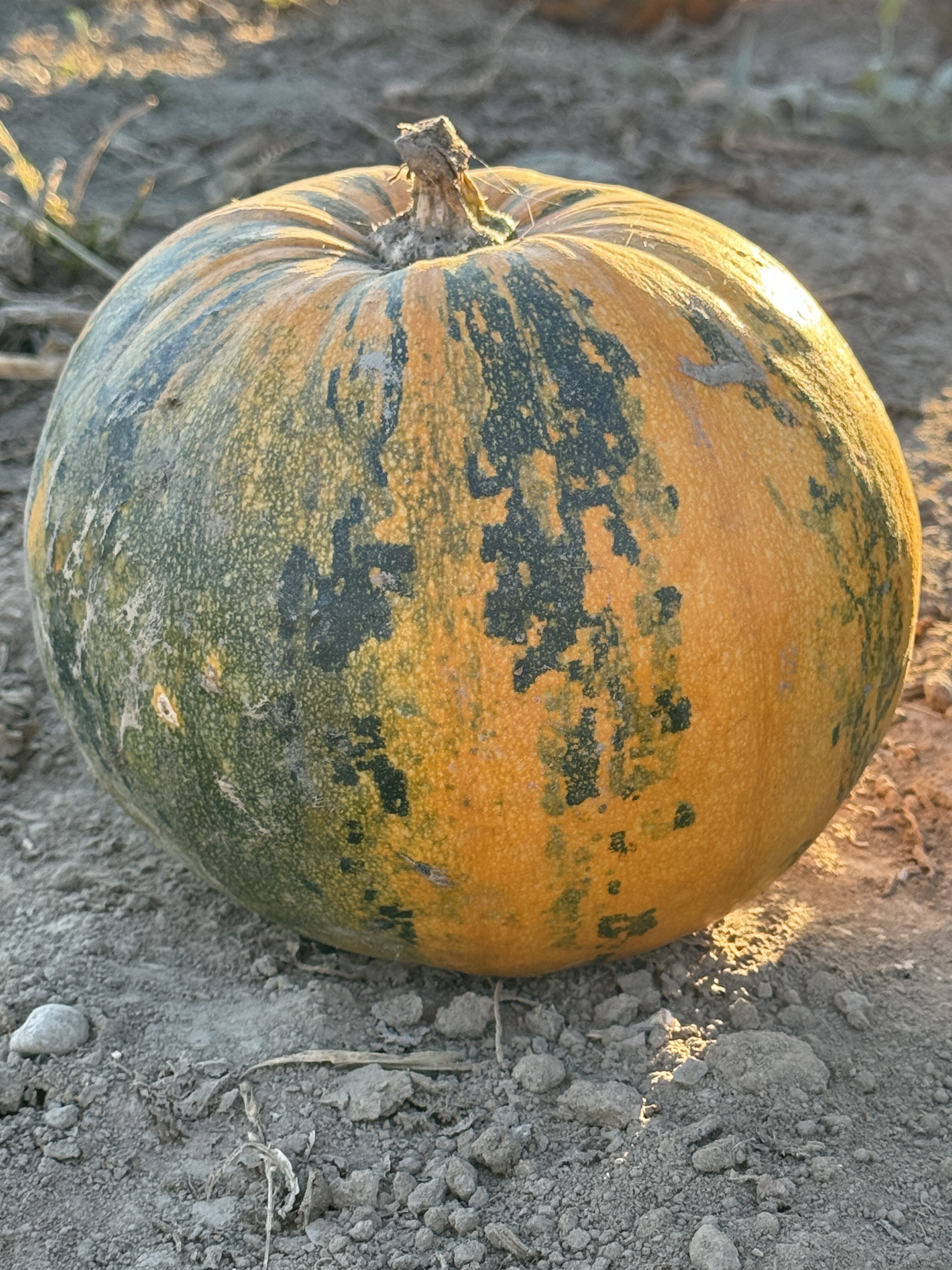 single pumpkin on ground