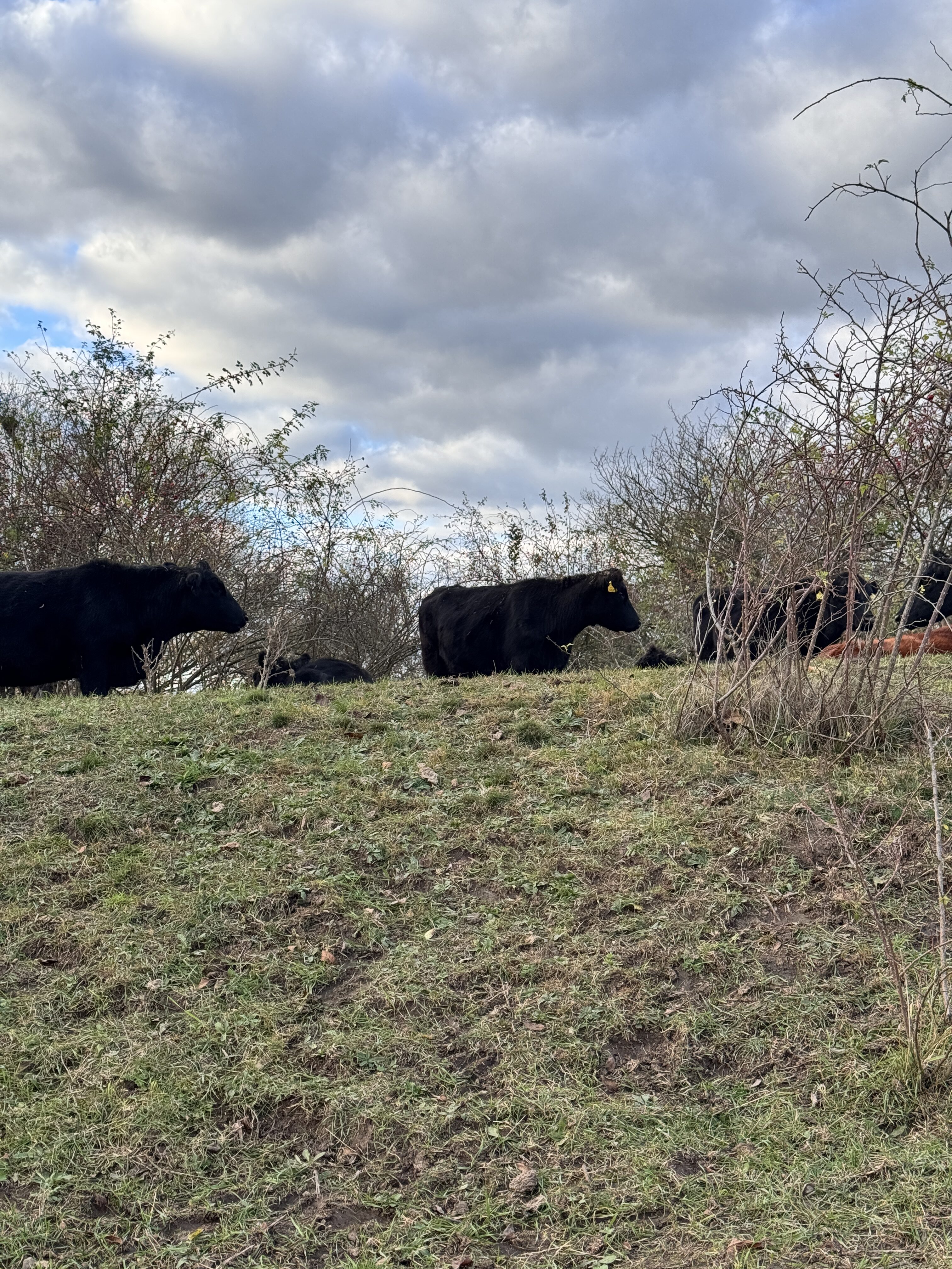 cows grazing on hill