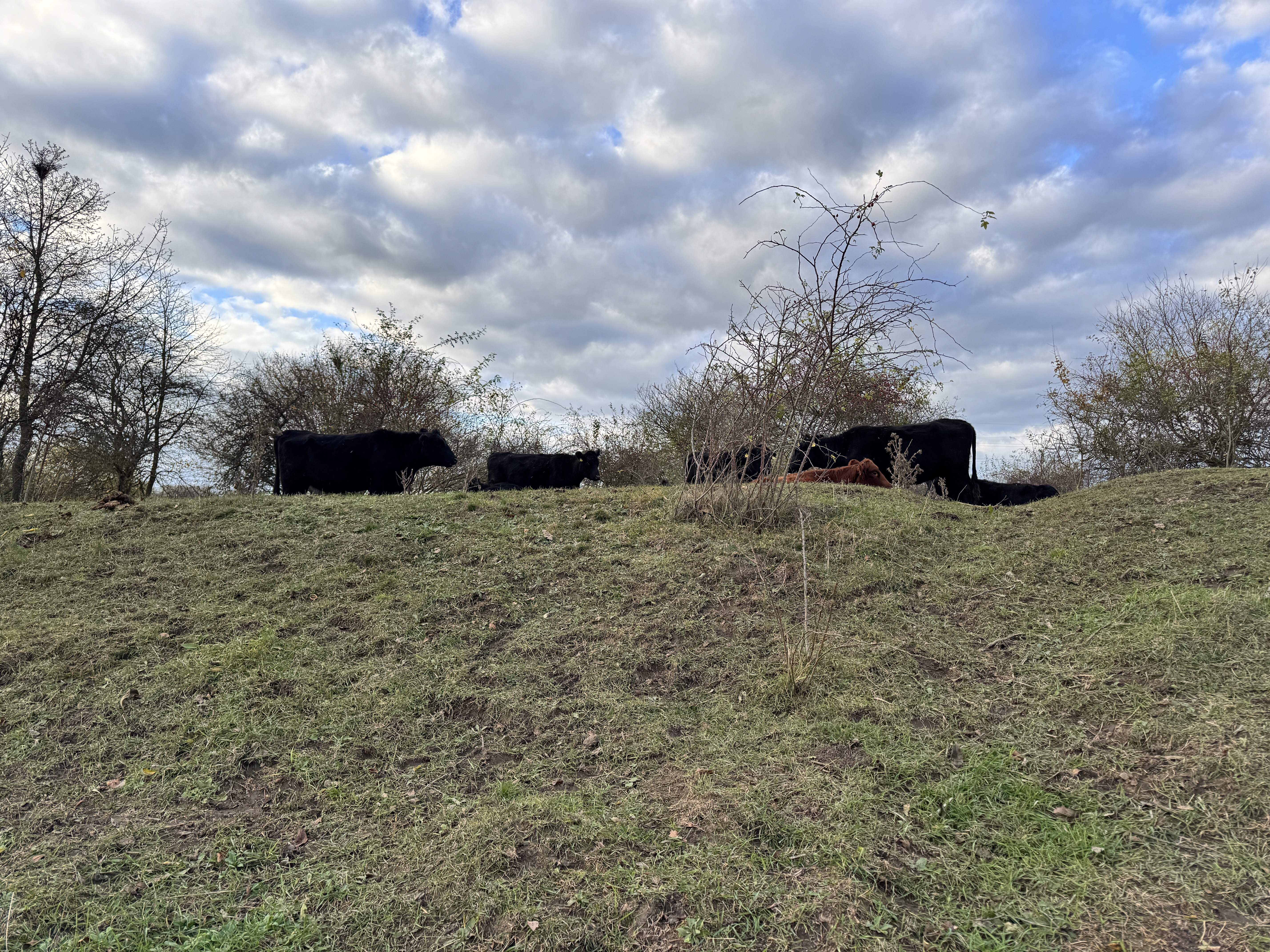 cows on hill