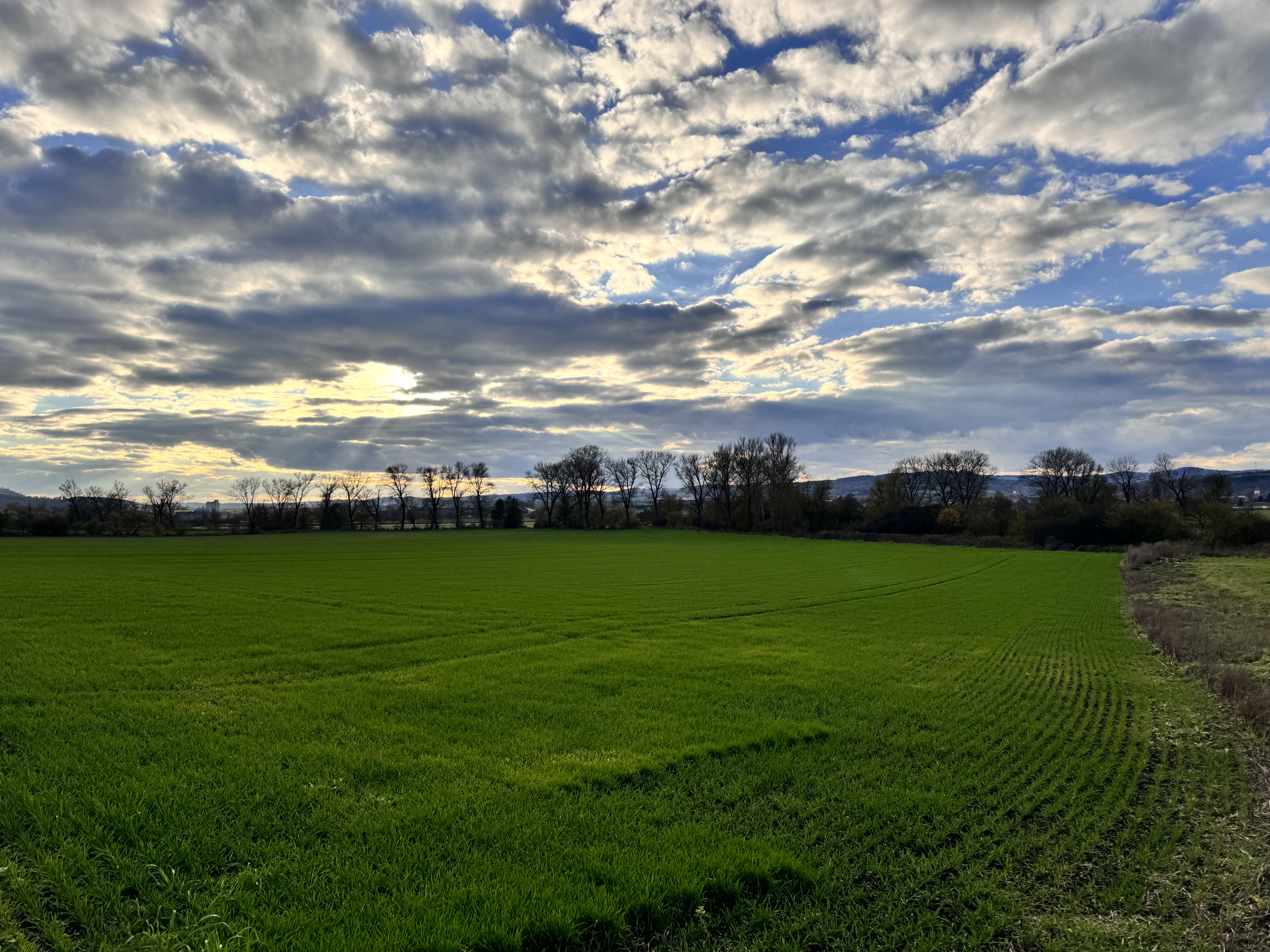 green field with trees