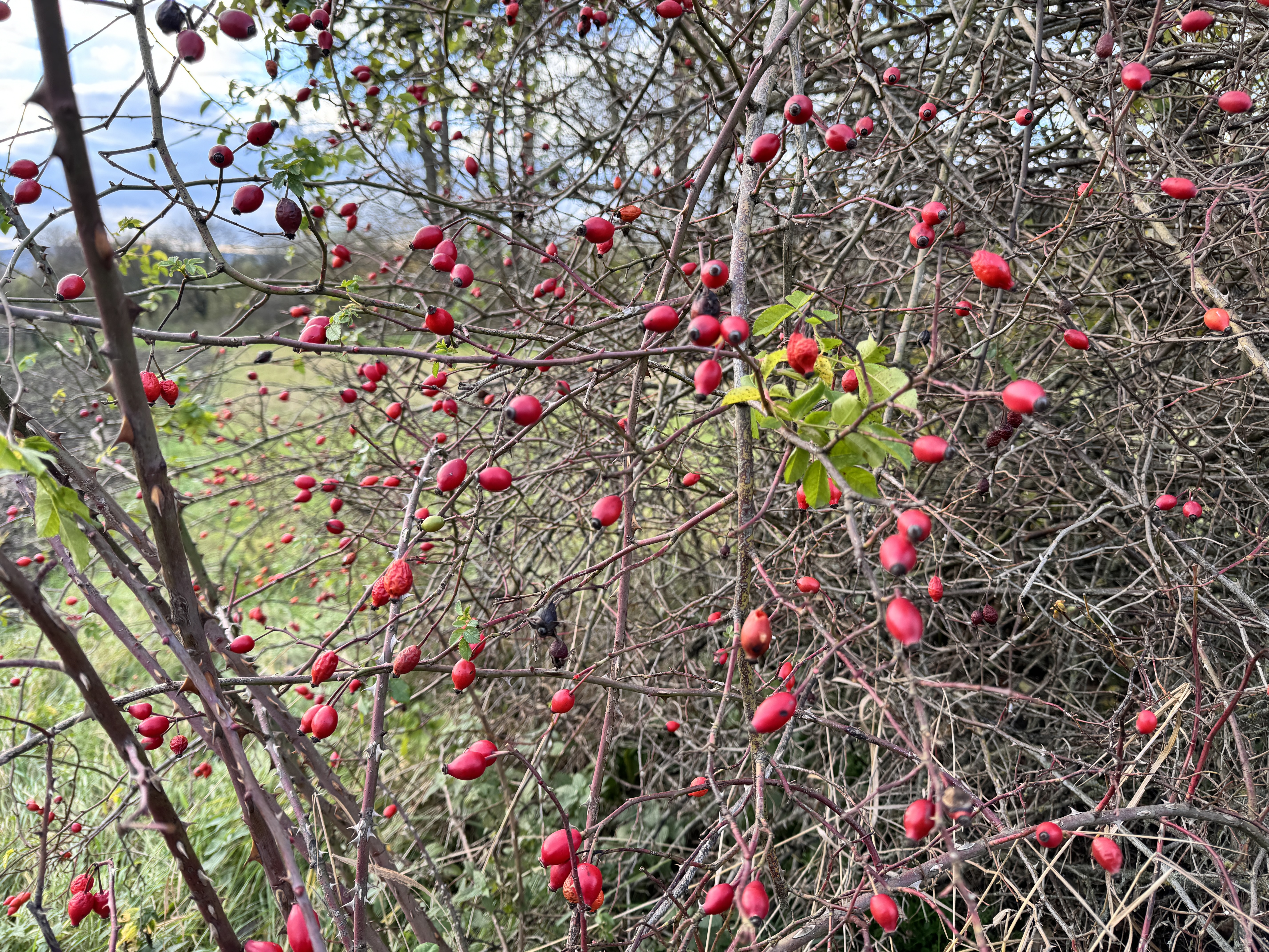 red berries on bush