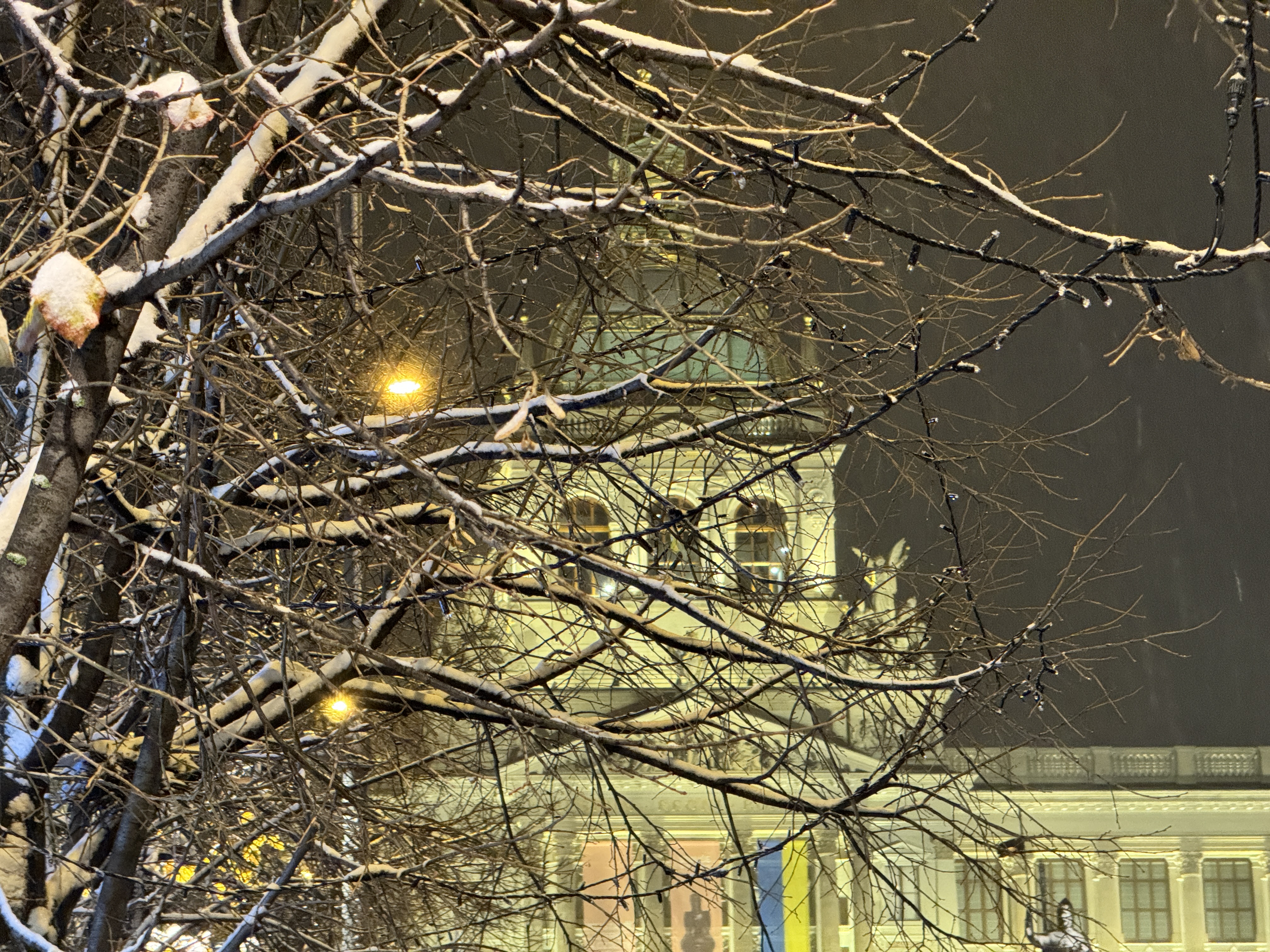 snowy tree night building