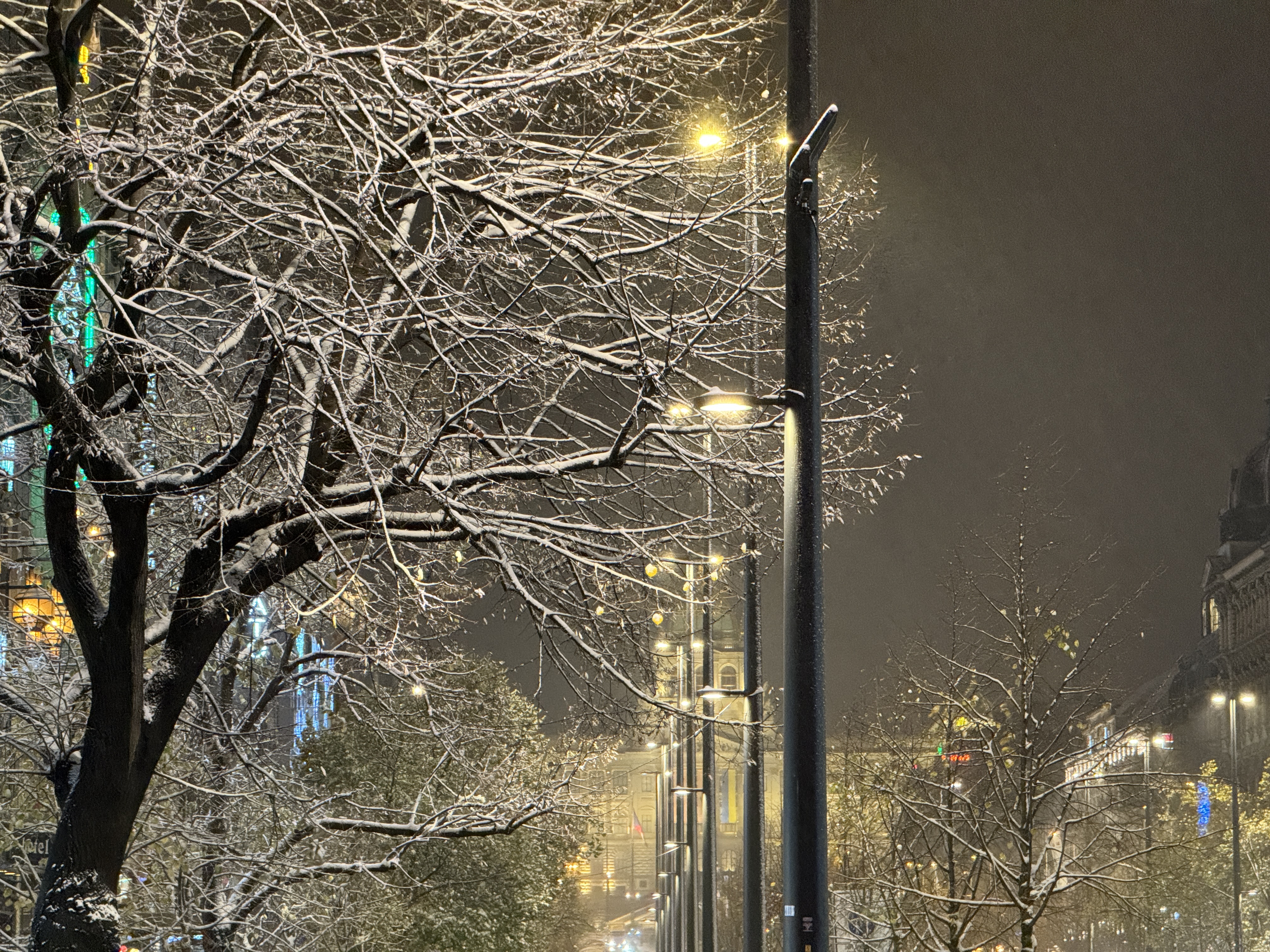 snowy trees street lights night